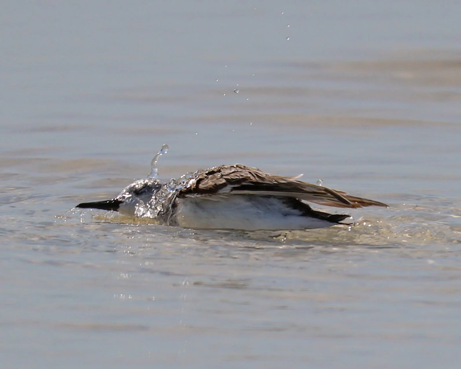 Siesta Key 4.29.24-6.jpg