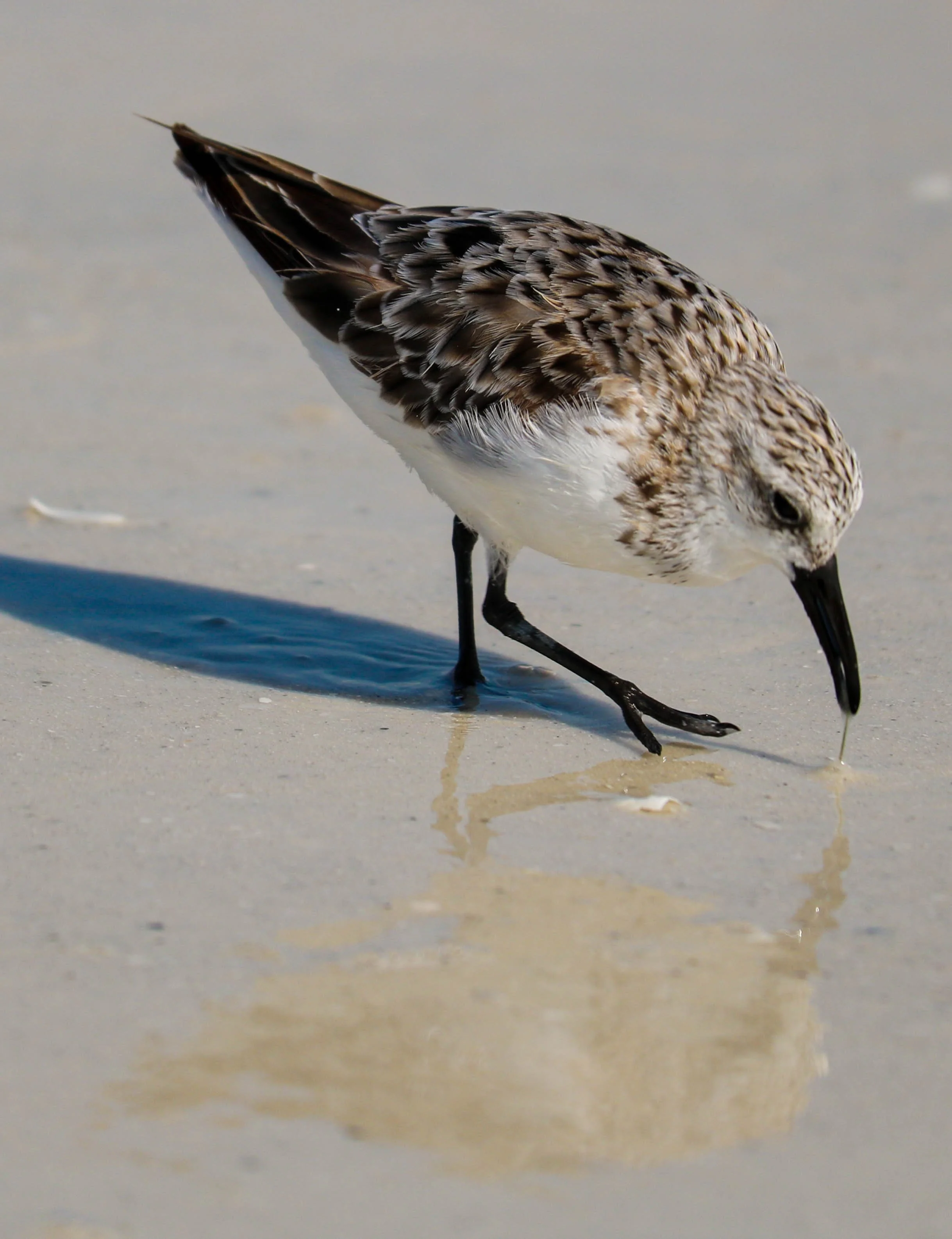 Siesta Key 4.29.24-23 copy.jpg