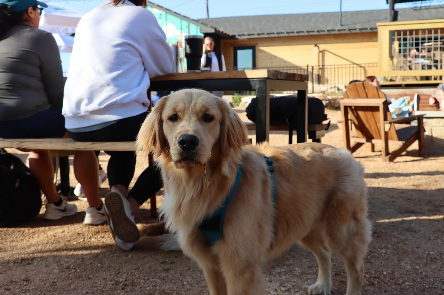 We love our furry friends! Come on over and enjoy a cold drink with live music starting at 2pm this afternoon 🎶🐶🍻
