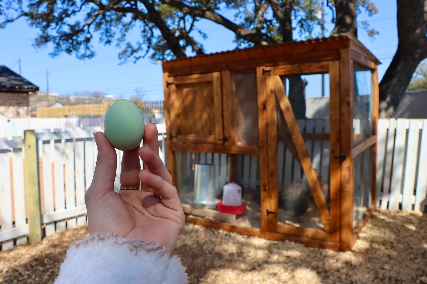 Fun fact: we harvest fresh eggs daily from our own chicken coop in our backyard to guarantee the freshest ingredients for our craft cocktails. Come by and meet the chickens! 🥚🍸