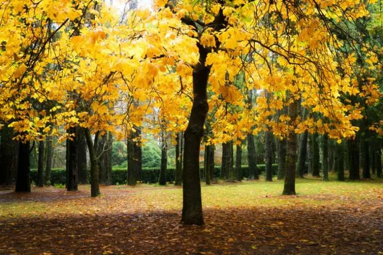 Use purchase code #E026 at checkout to identify your order