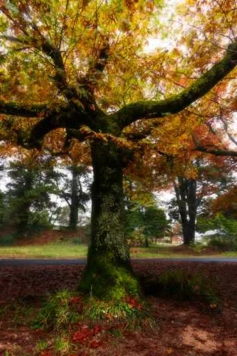 Use purchase code #E045 at checkout to identify your order