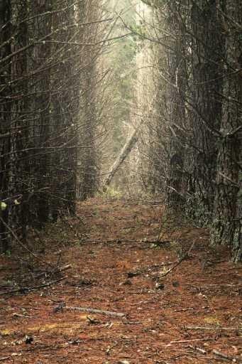 Use purchase code #128 at checkout to identify your order.