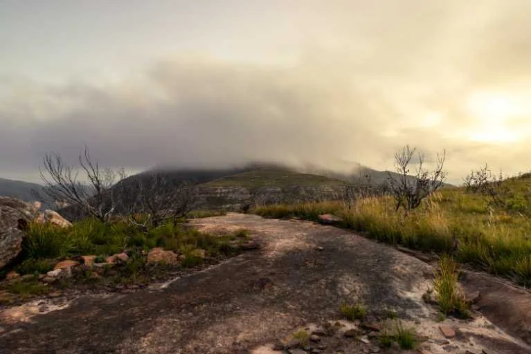 Use purchase code #083 at checkout to identify your order.