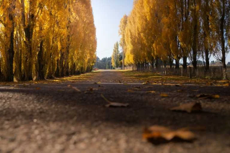 Use purchase code #E068 at checkout to identify your order