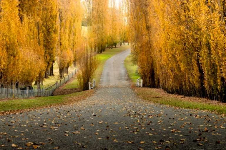 Use purchase code #E043 at checkout to identify your order