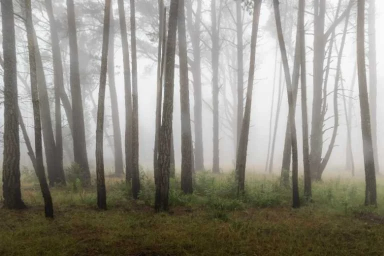 Use purchase code #091 at checkout to identify your order.