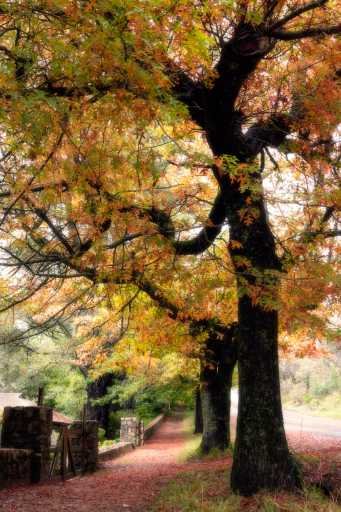 Use purchase code #E044 at checkout to identify your order