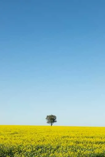 Use purchase code #B041 at checkout to identify your order