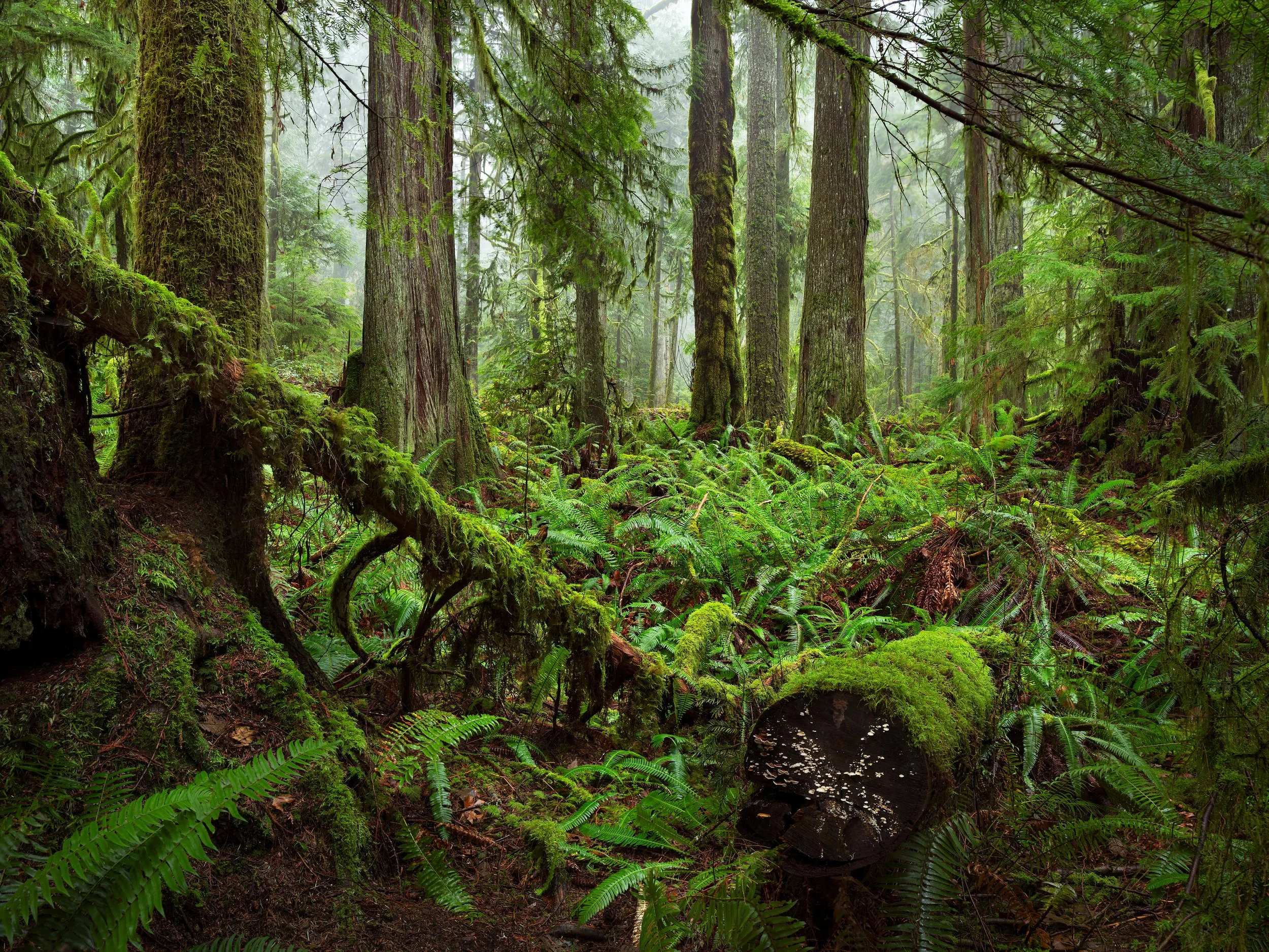 Hidden Grove Ancient Forest, Sechelt, Sunshine Coast, B.C