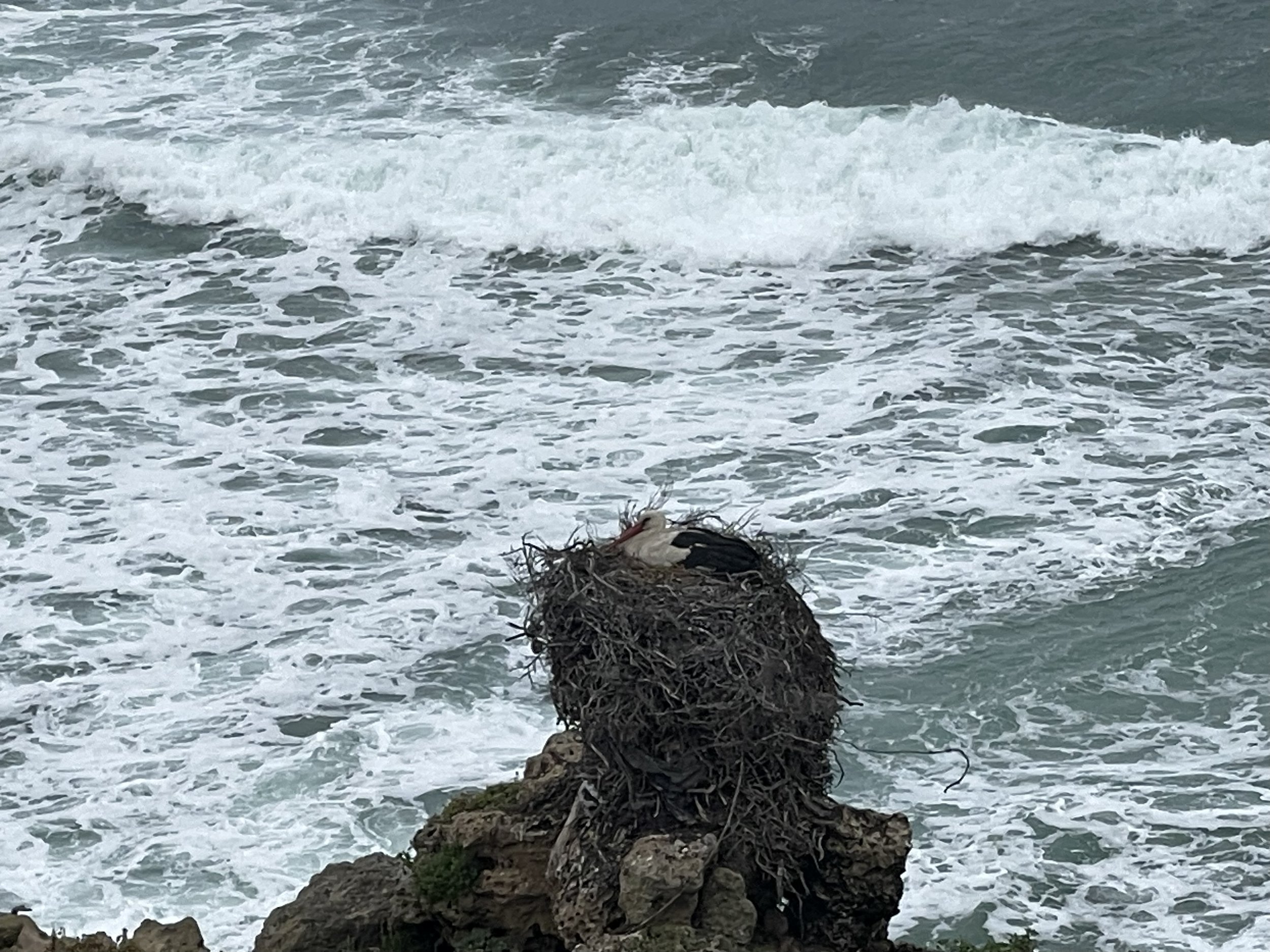 2024-04-02 11.35.45.jpg