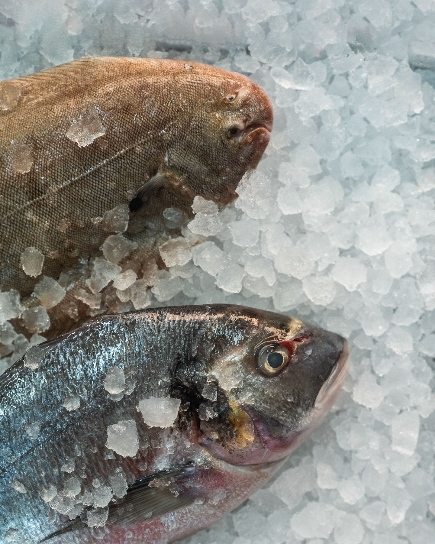Looking for exquisite selection of white fish to cater your hospitality needs? 🎣🐠

#FreshCatch #SeafoodLovers #supplier #seafood #royalgroumet