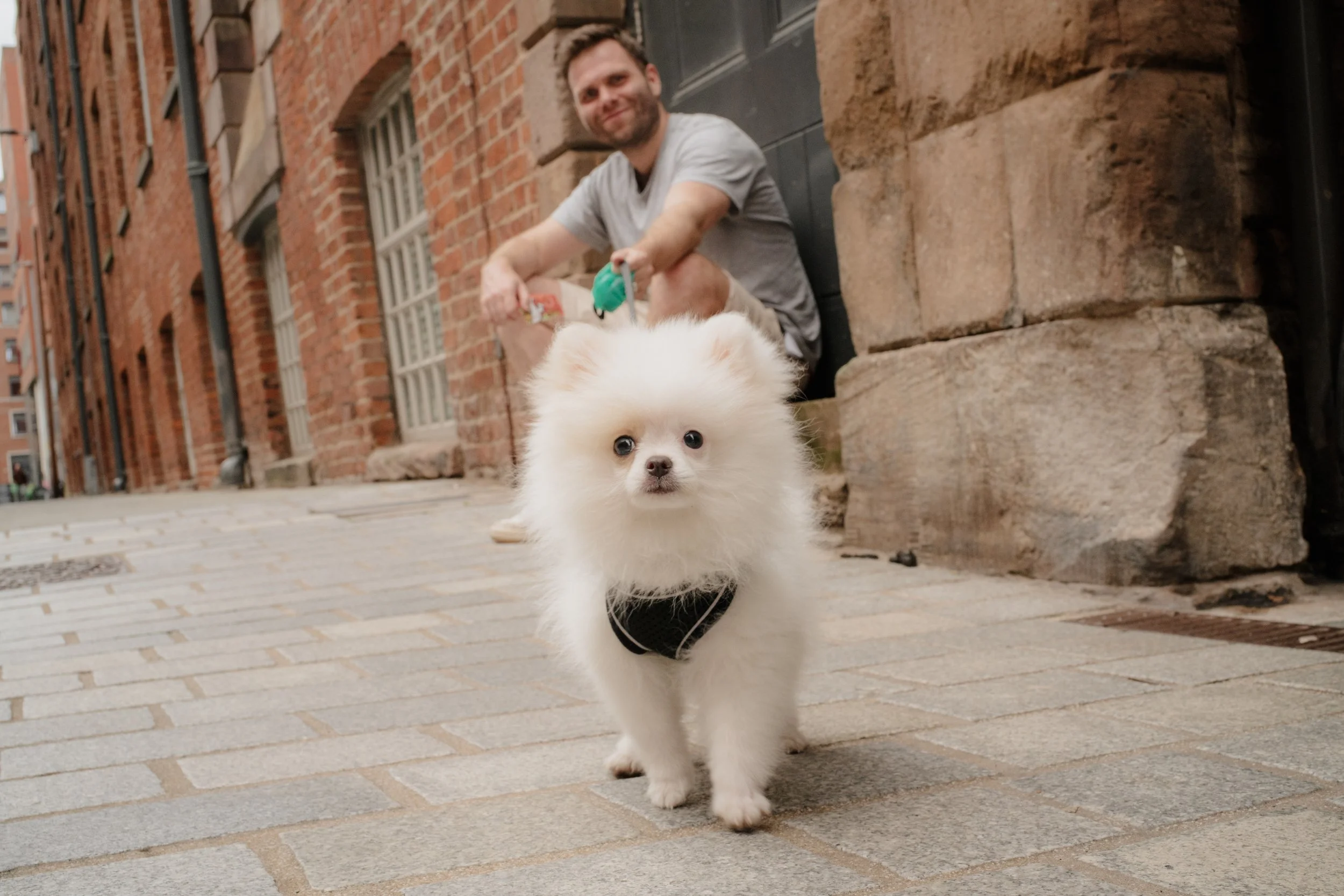 A small white fluffy dog walking on a cobblestone street with a man crouching behind it, holding a leash, in an urban setting with brick buildings.