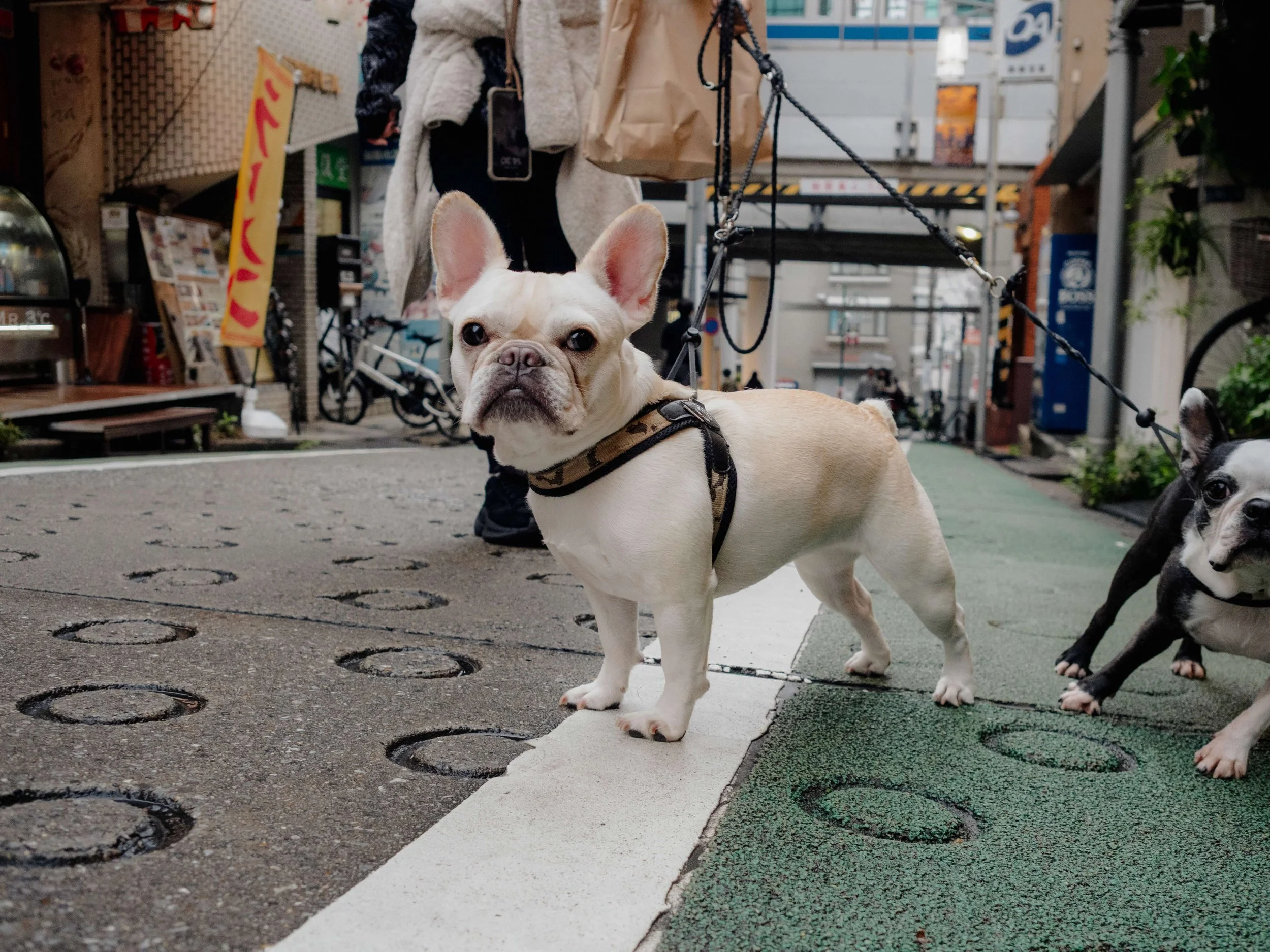 251029 pen f tokyo-44.jpeg