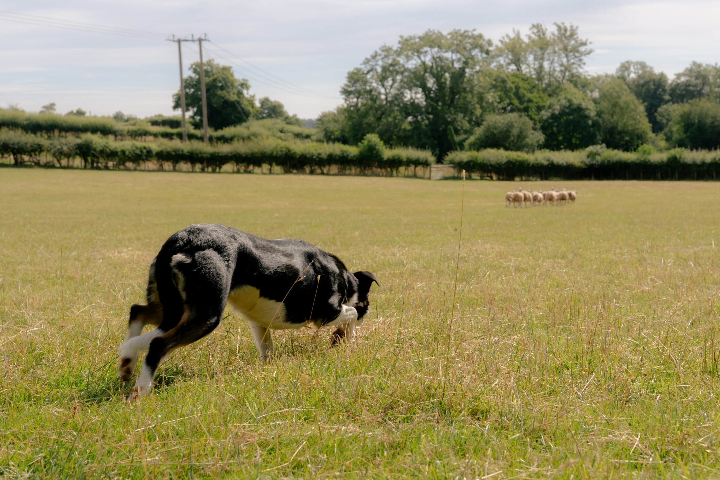 260710 Beth Sheep Dogs-14.jpg