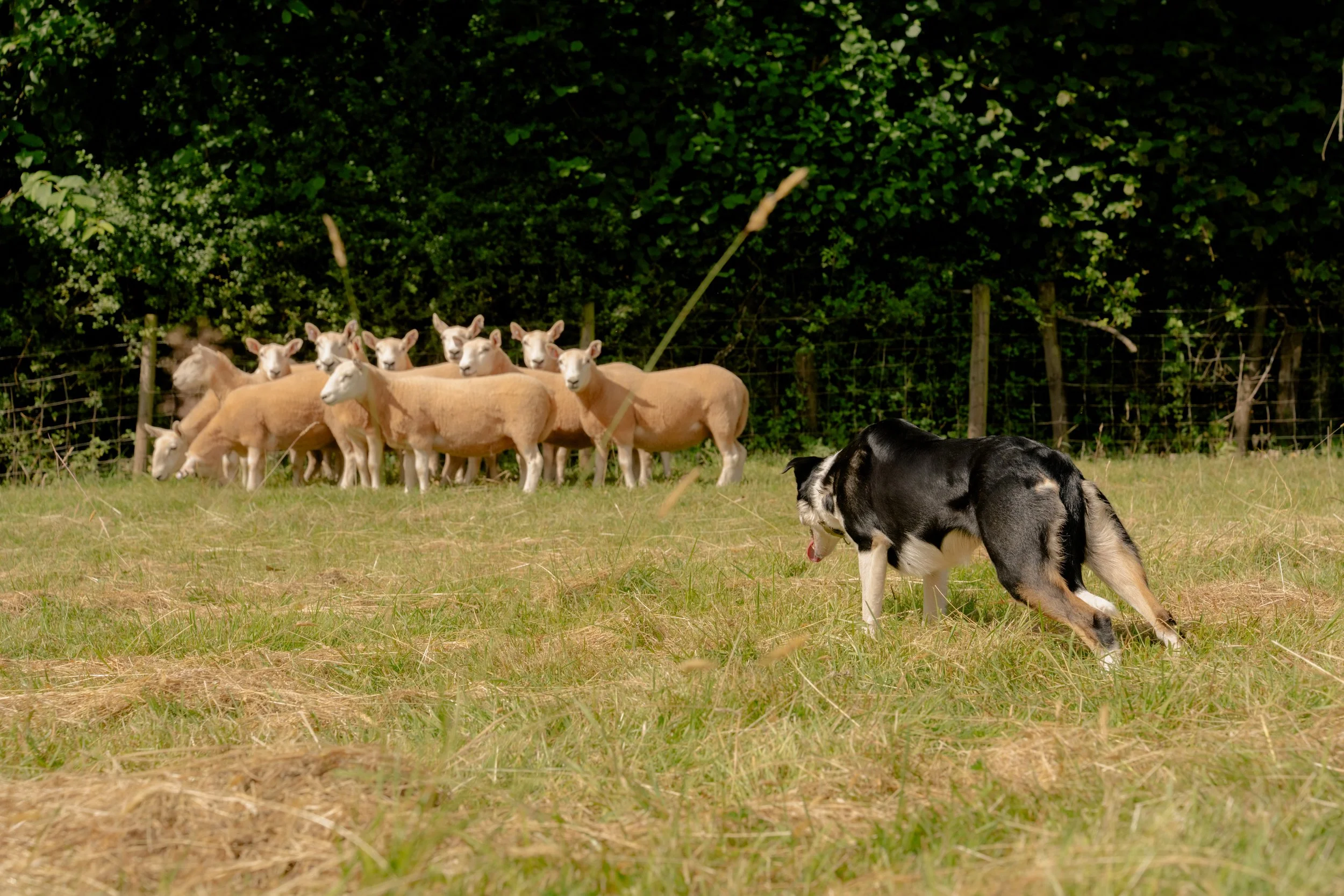 260710 Beth Sheep Dogs-20.jpg