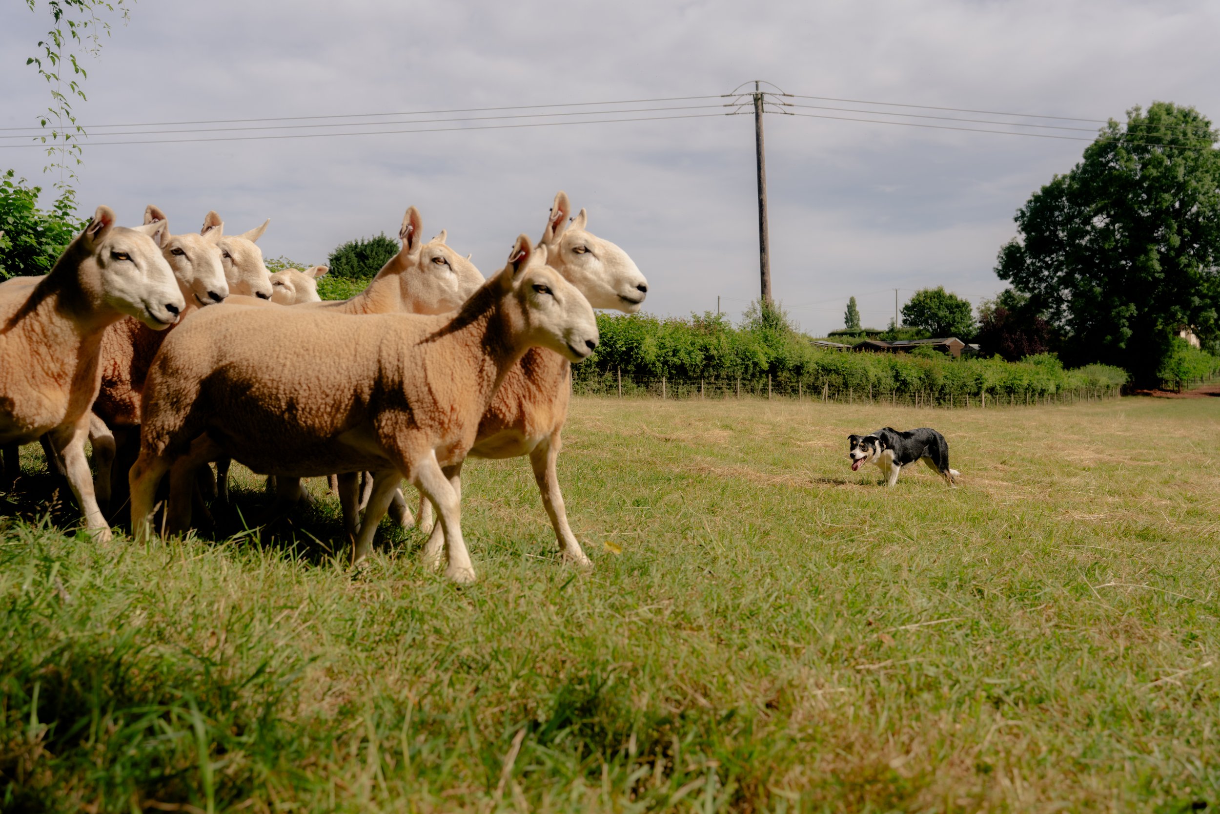 260710 Beth Sheep Dogs-27.jpg