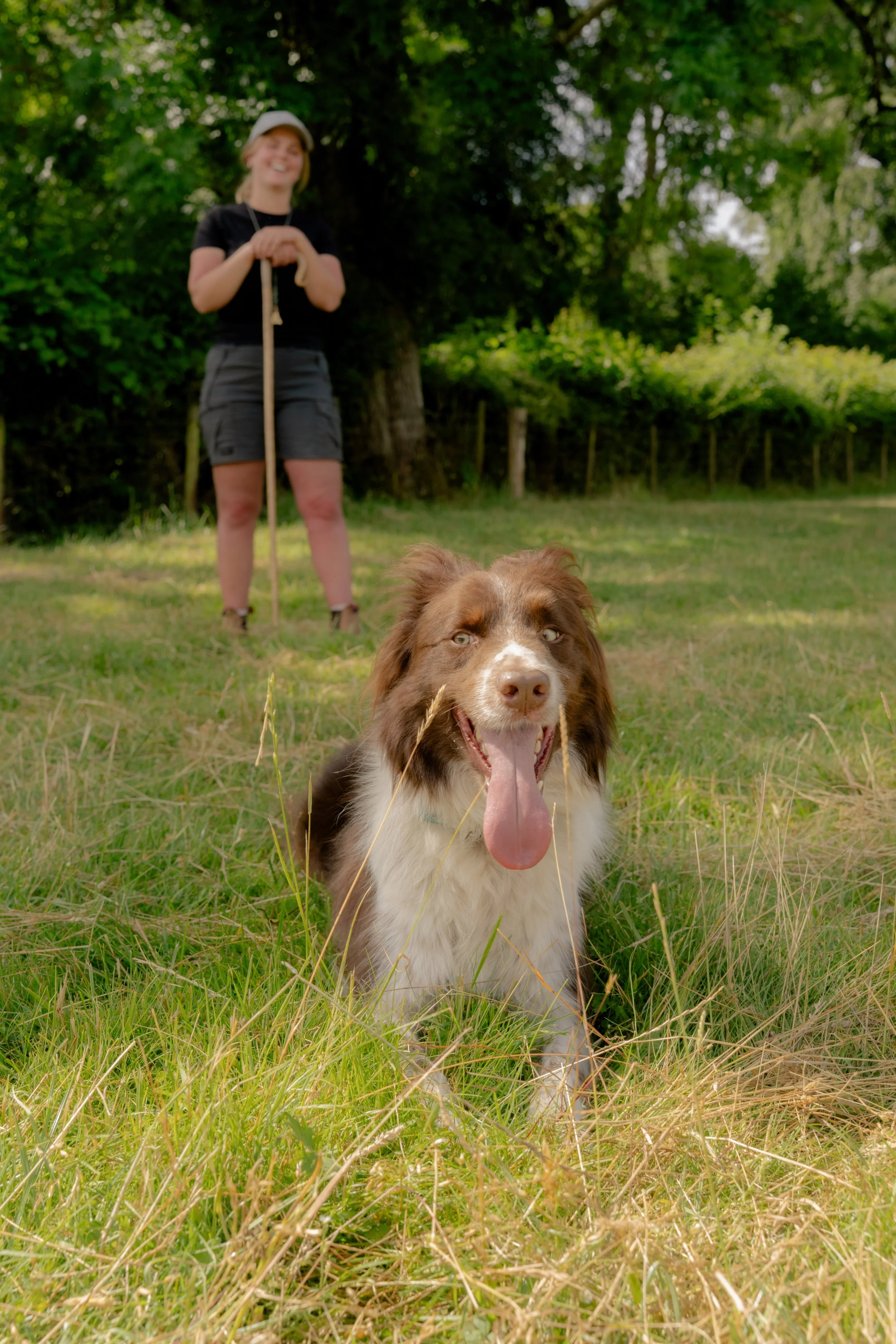 260710 Beth Sheep Dogs-80.jpg