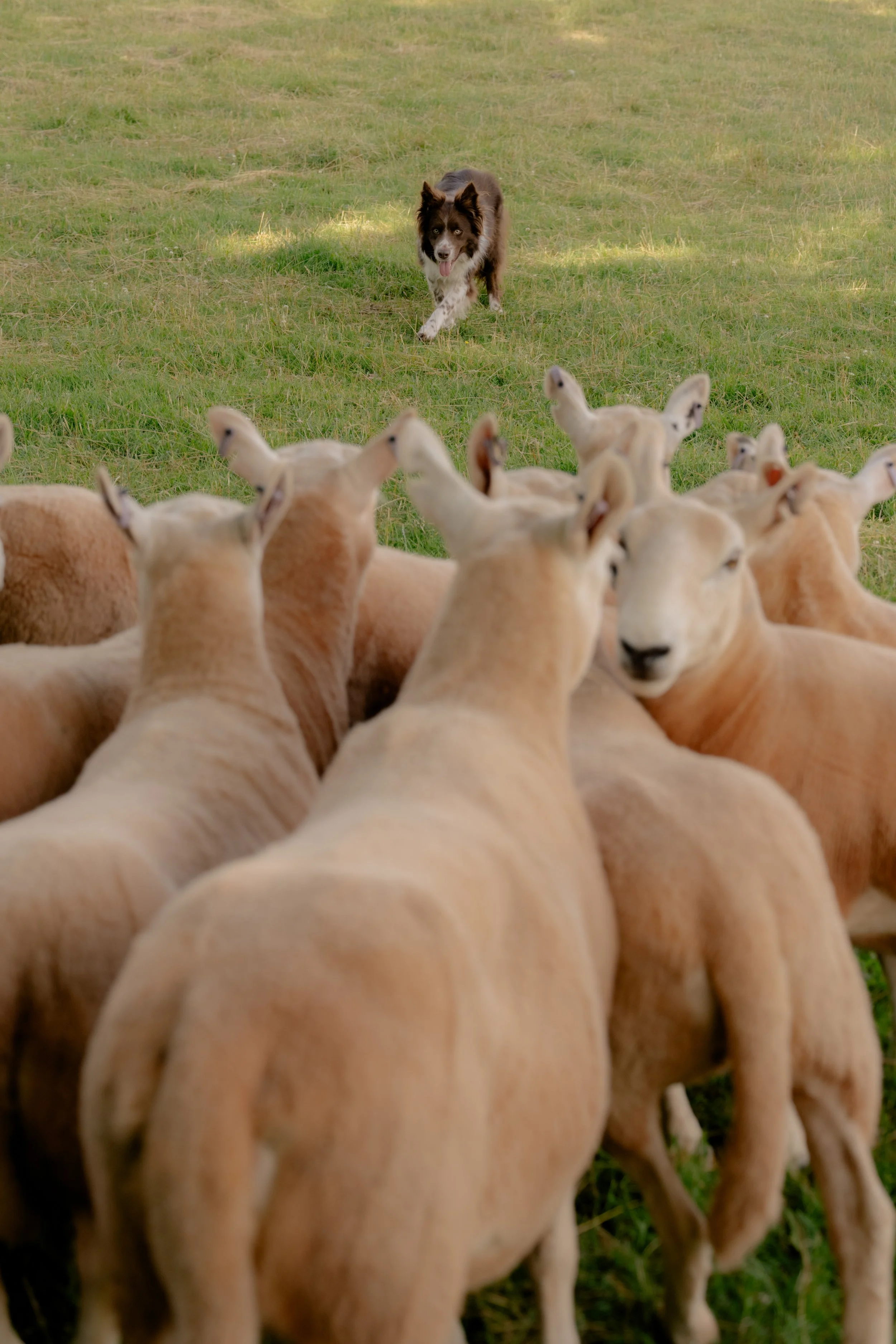 260710 Beth Sheep Dogs-50.jpg