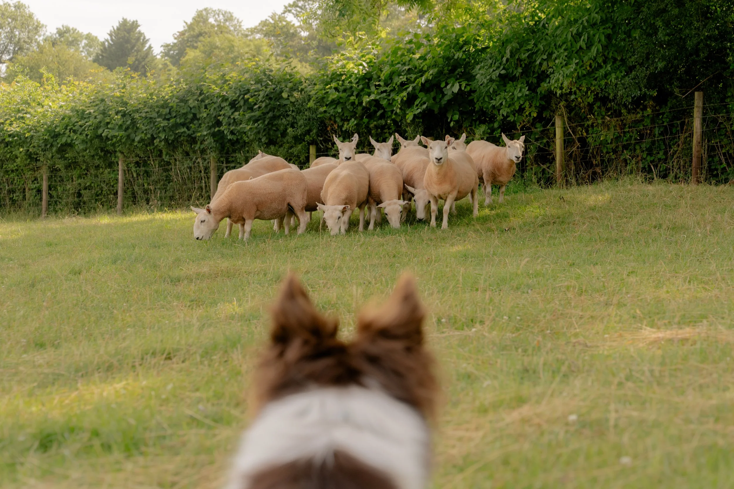 260710 Beth Sheep Dogs-86.jpg