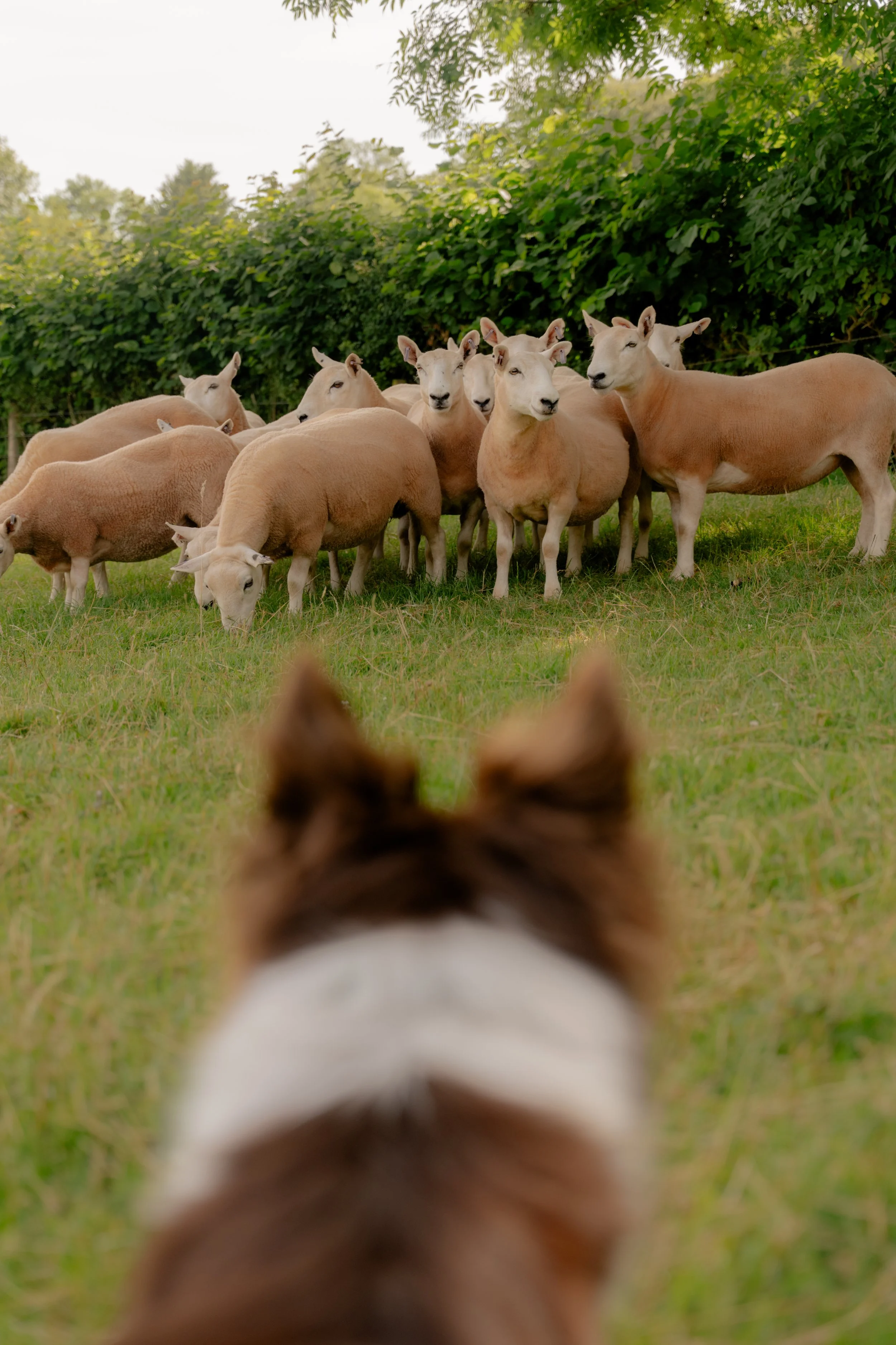 260710 Beth Sheep Dogs-88.jpg