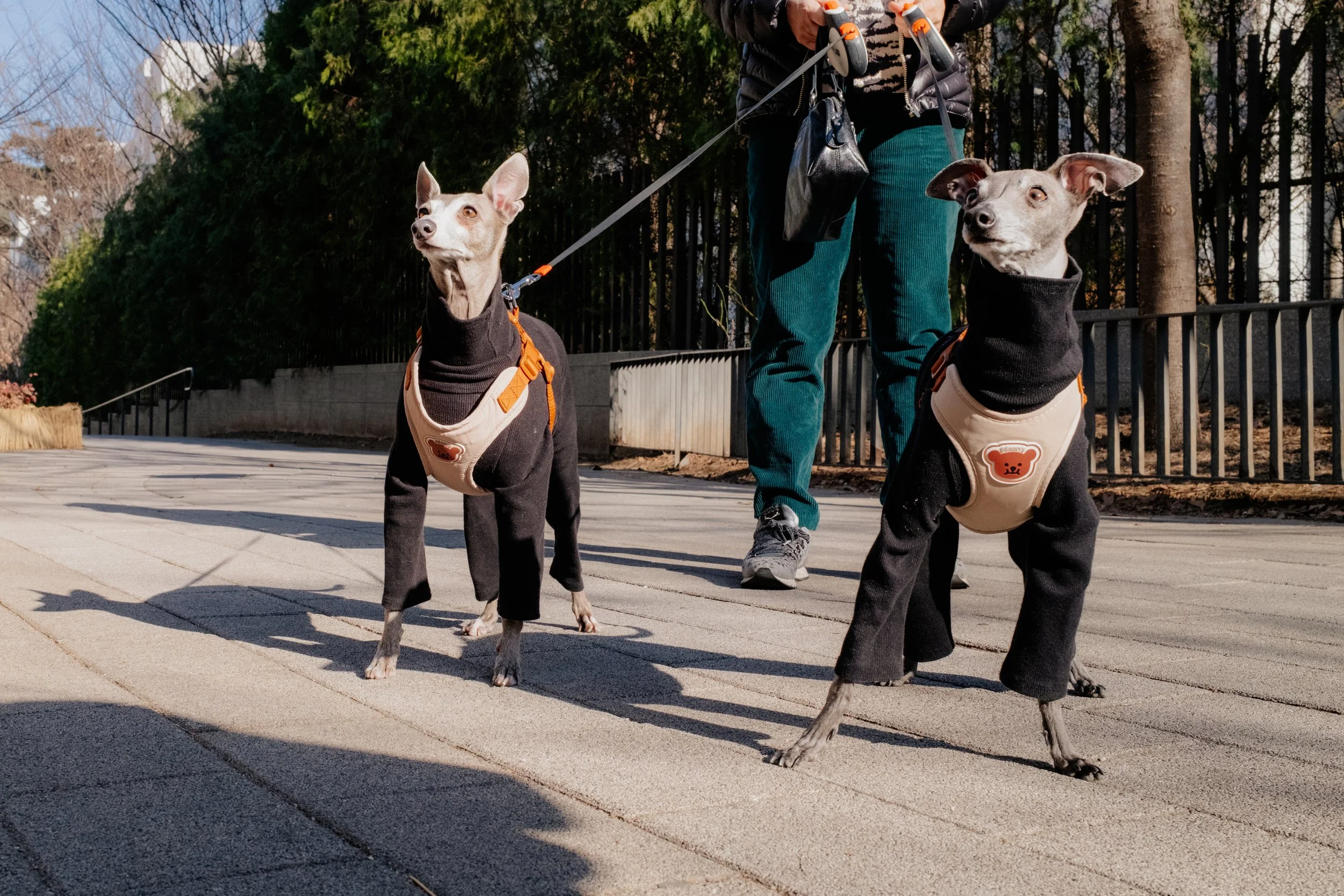 260302 X100VI Dogs-1.jpg