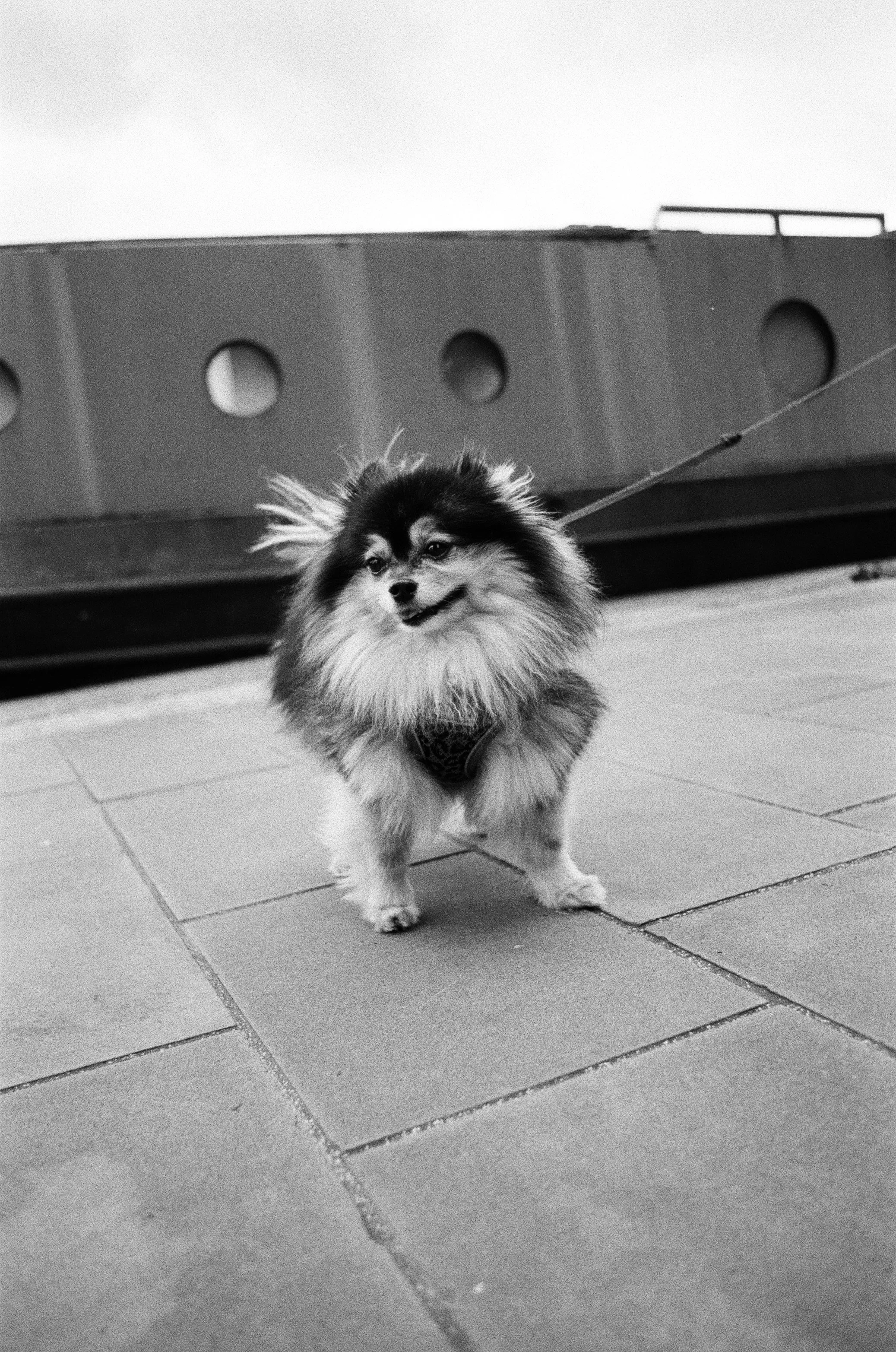 A fluffy small dog walking on a sidewalk, with a building wall and railing in the background.