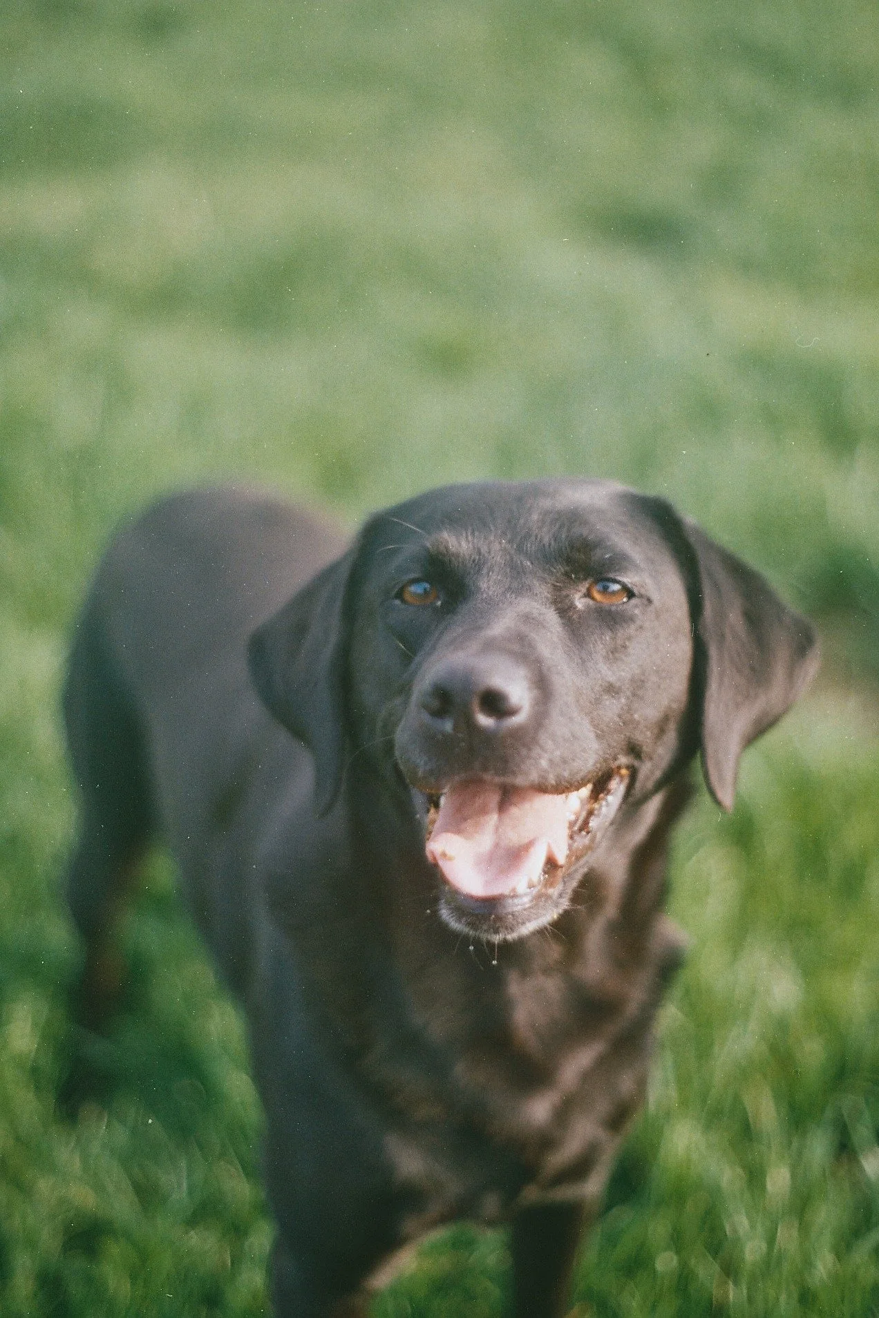 A happy black Labrador retriever running on green grass with an open mouth and relaxed ears.