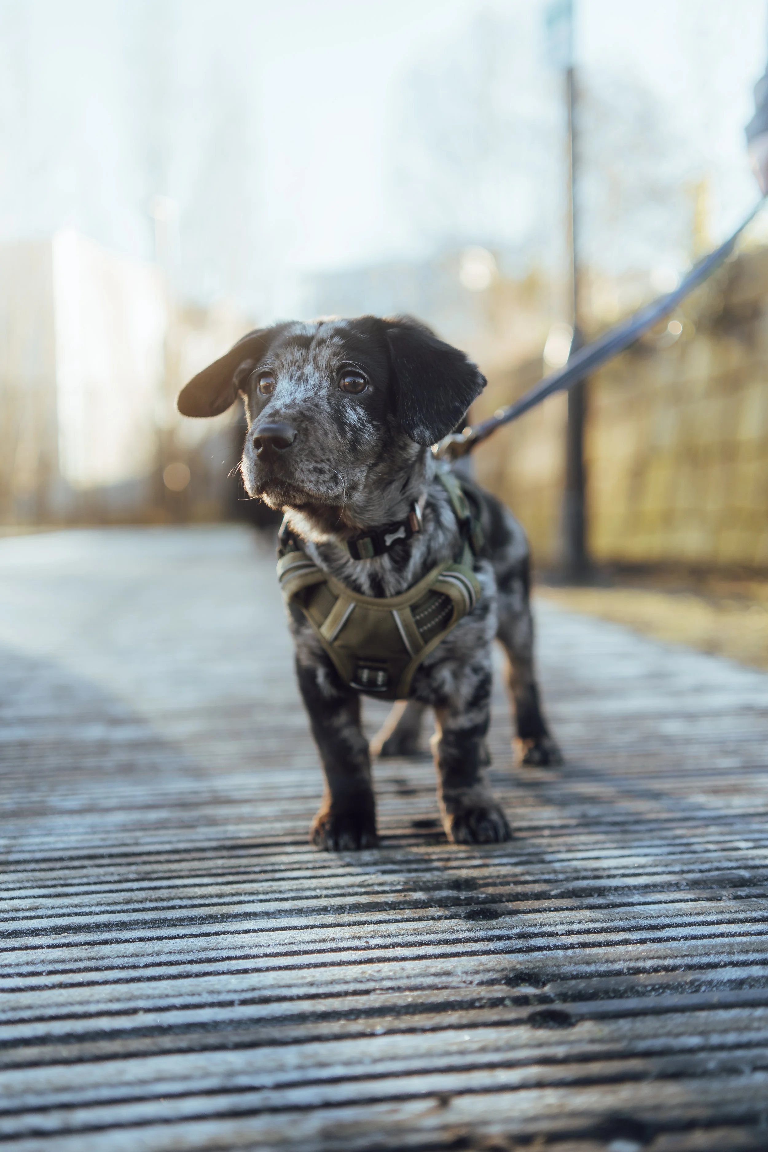 A small black and gray speckled dachshund puppy wearing a harness on a leash, standing on a wooden bridge outdoors with a blurred background of trees and sunlight.