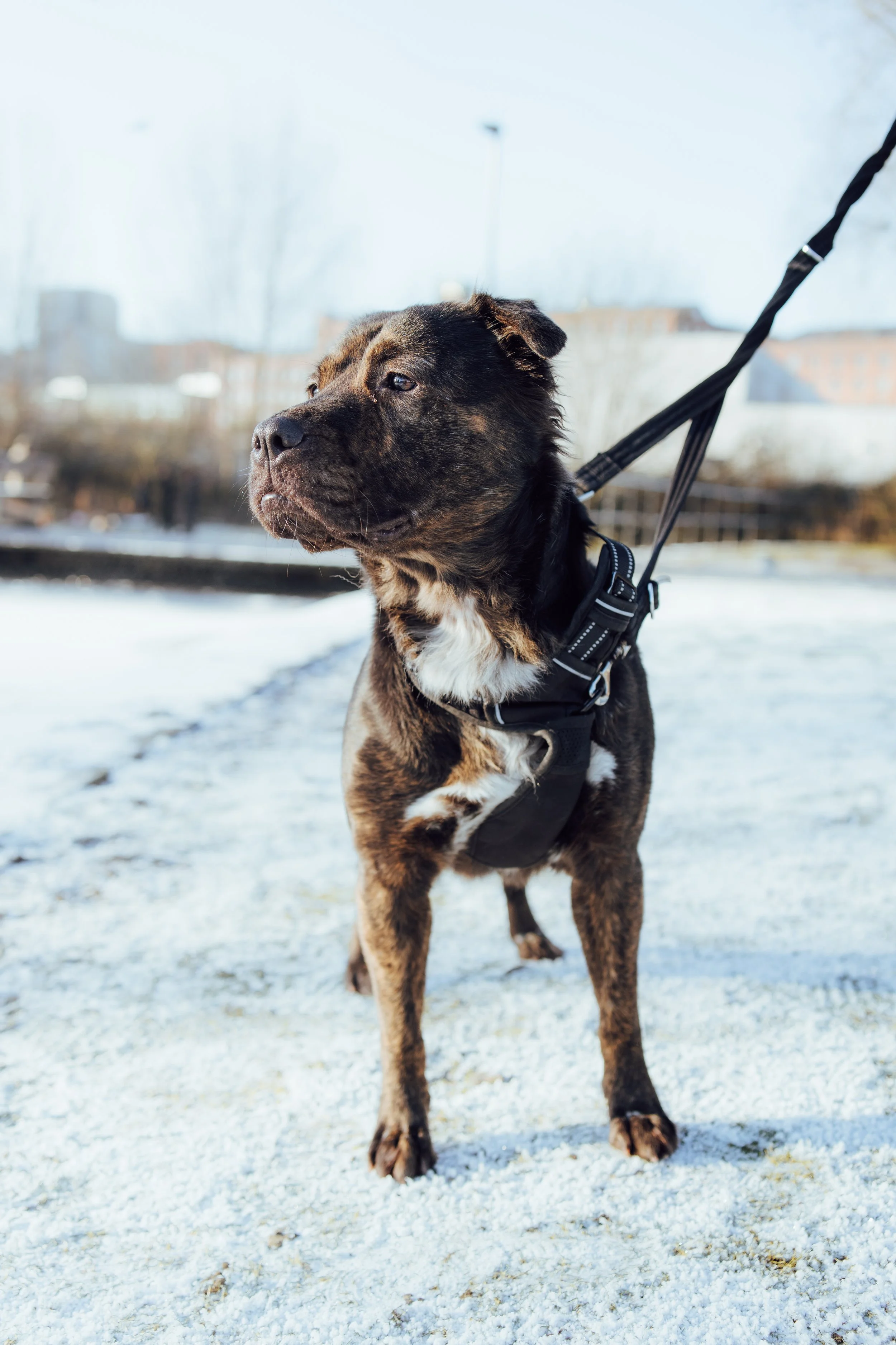 A brindle dog on a walk in a snowy outdoor park, wearing a harness and leash.