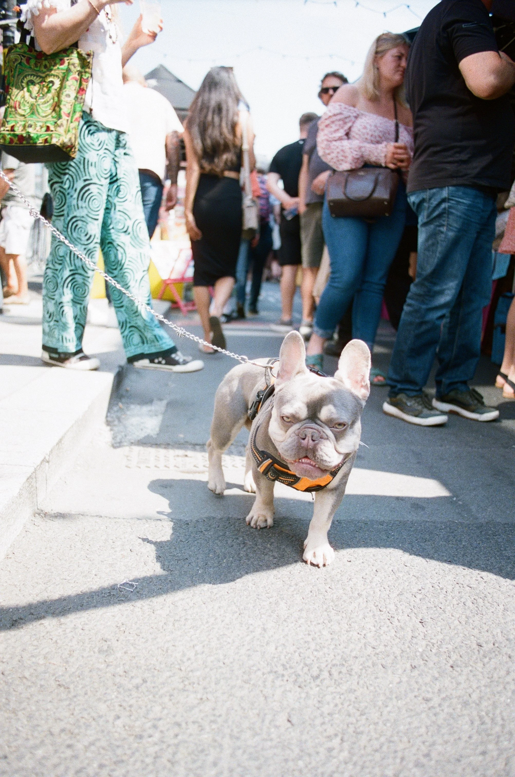 A small French Bulldog wearing a harness and leash, standing on a sidewalk at an outdoor event or market with a crowd of people in the background.