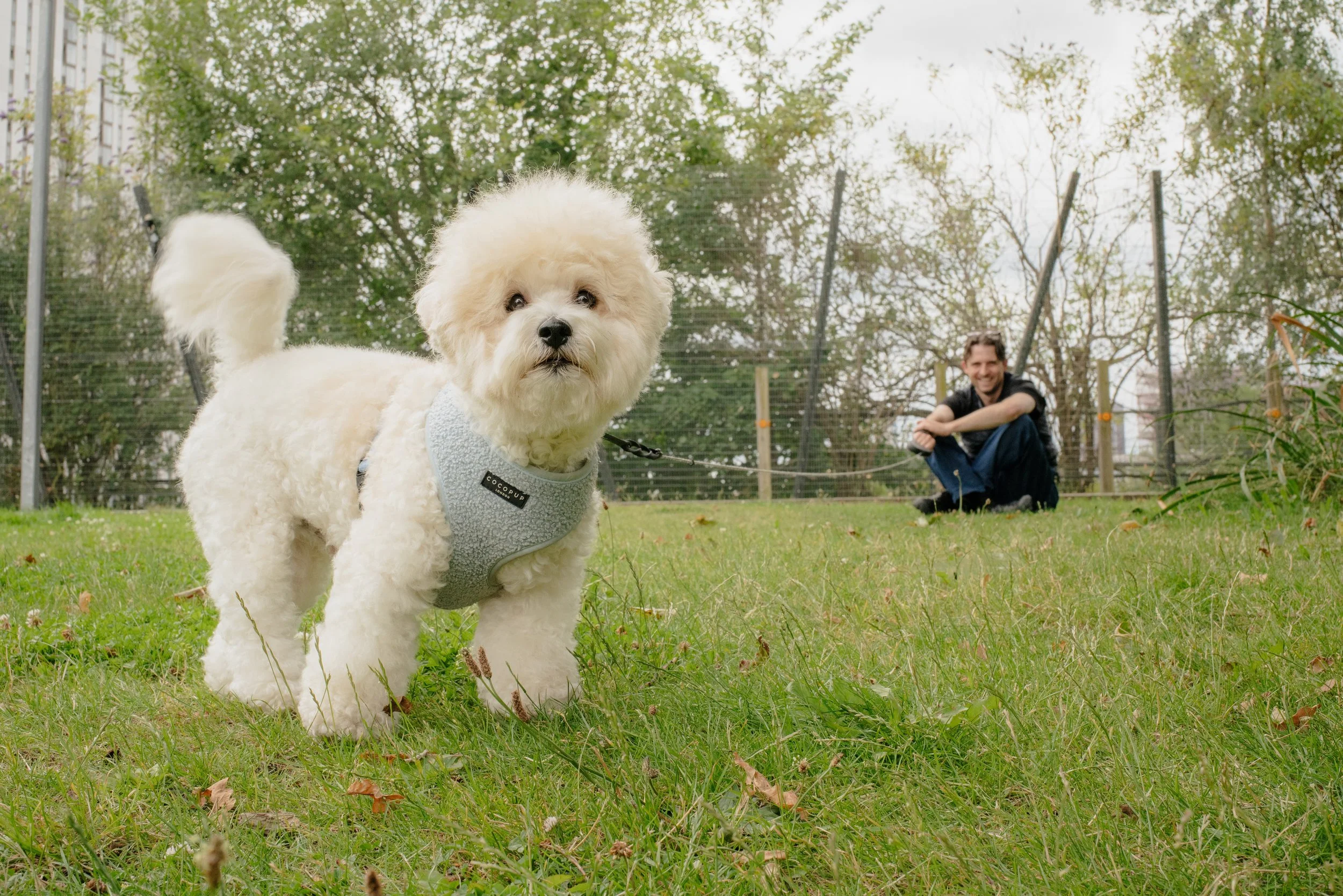 A small white fluffy dog wearing a grey harness standing on green grass, with a man sitting on the grass in the background, smiling, near a fenced area with trees.