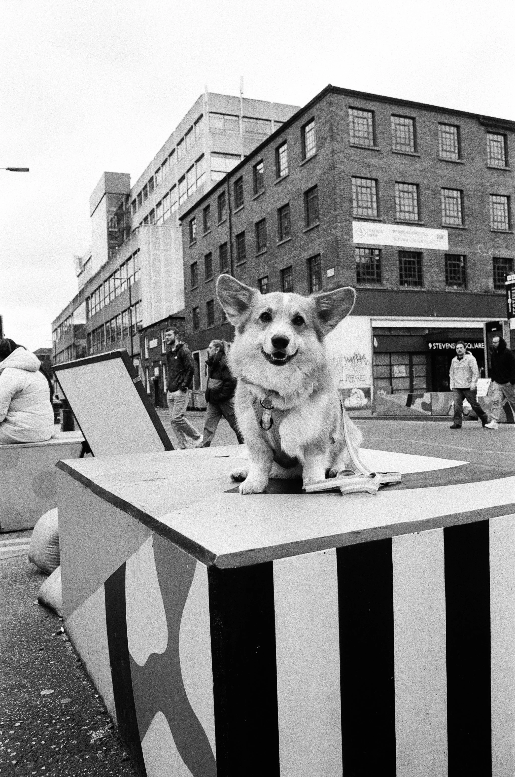 A smiling small dog, possibly a corgi, sitting on a painted block or platform in an urban street scene with pedestrians and buildings in the background, in black and white.