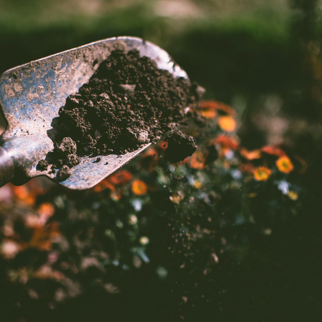 A close-up of a rusty garden trowel with dark soil on it, with blurred flowers in the background.
