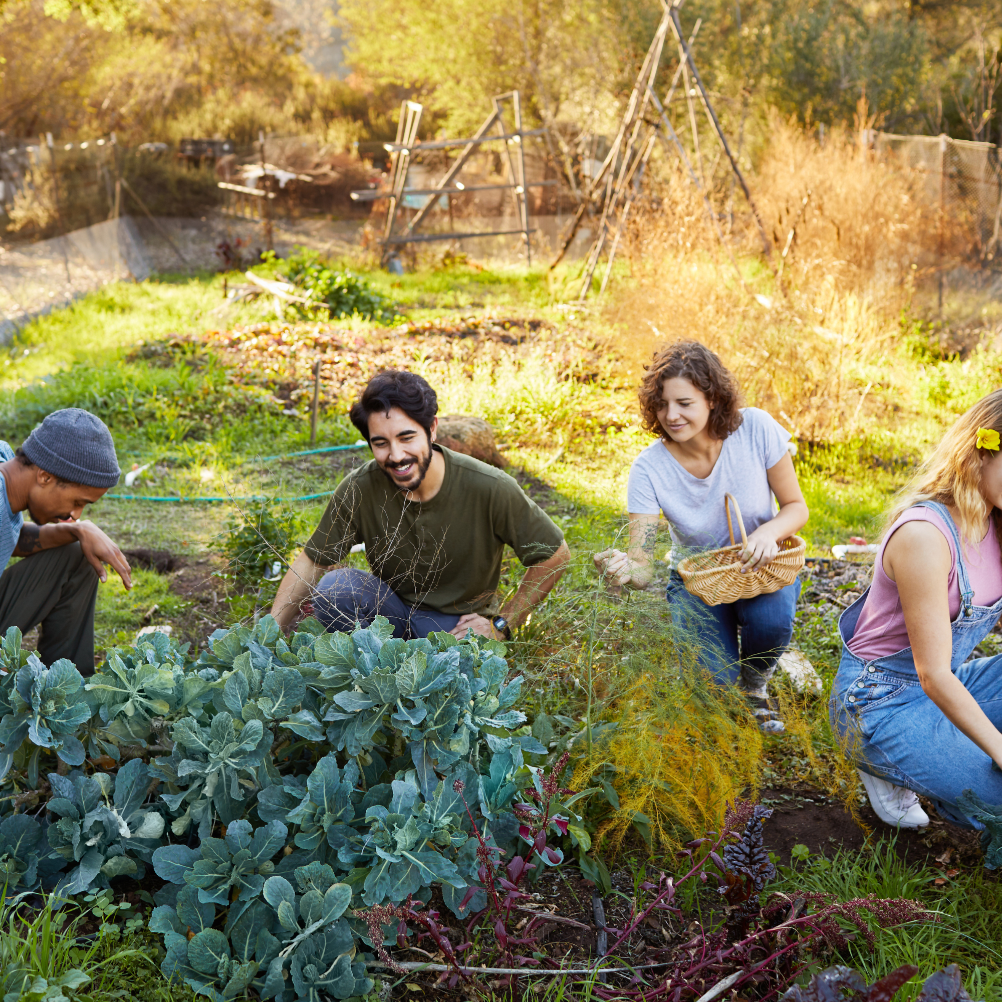 Group of people working together in a vegetable garden during autumn, with various plants and trees in the background.
