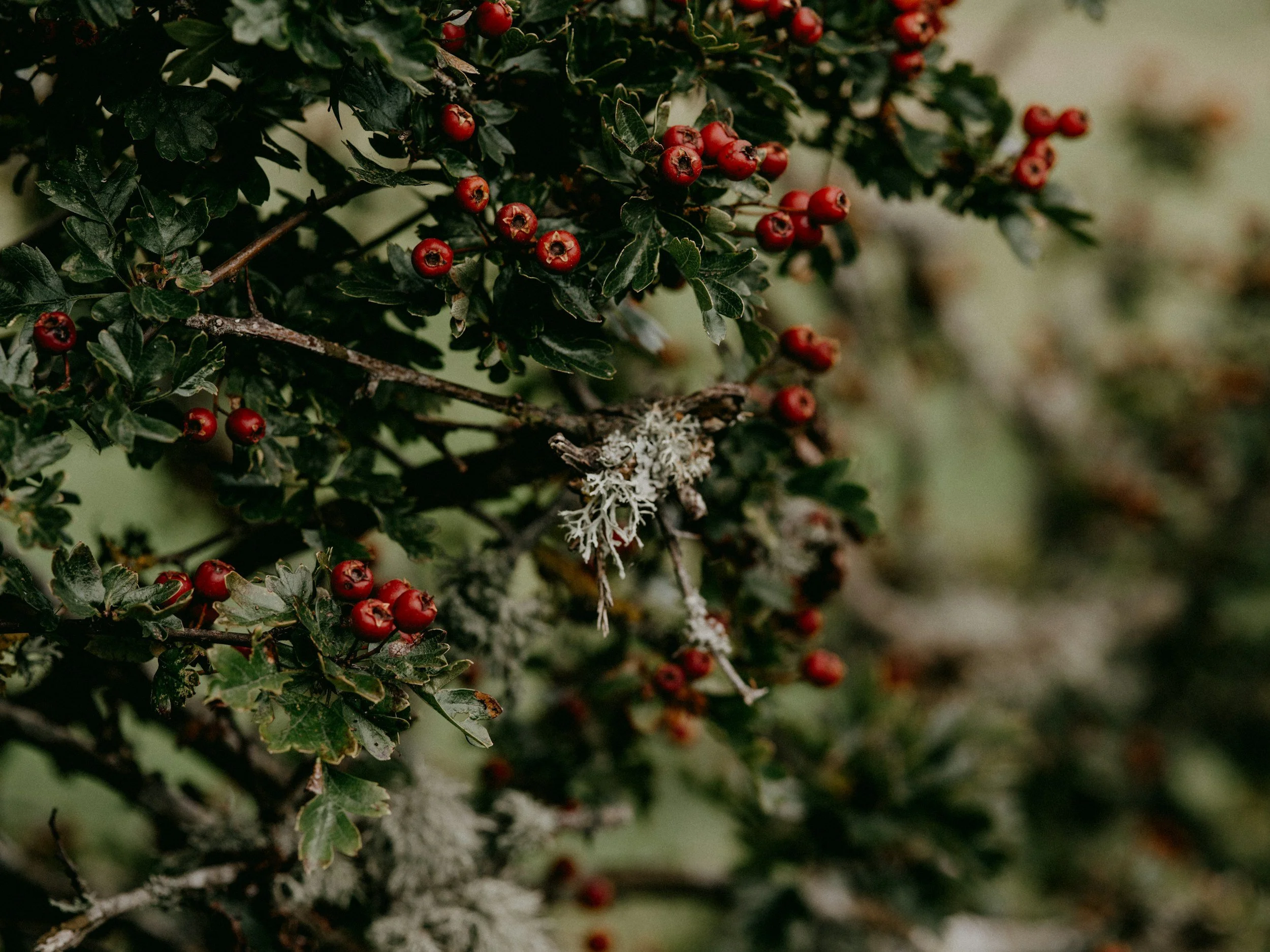 Hawthorn Hedgerow