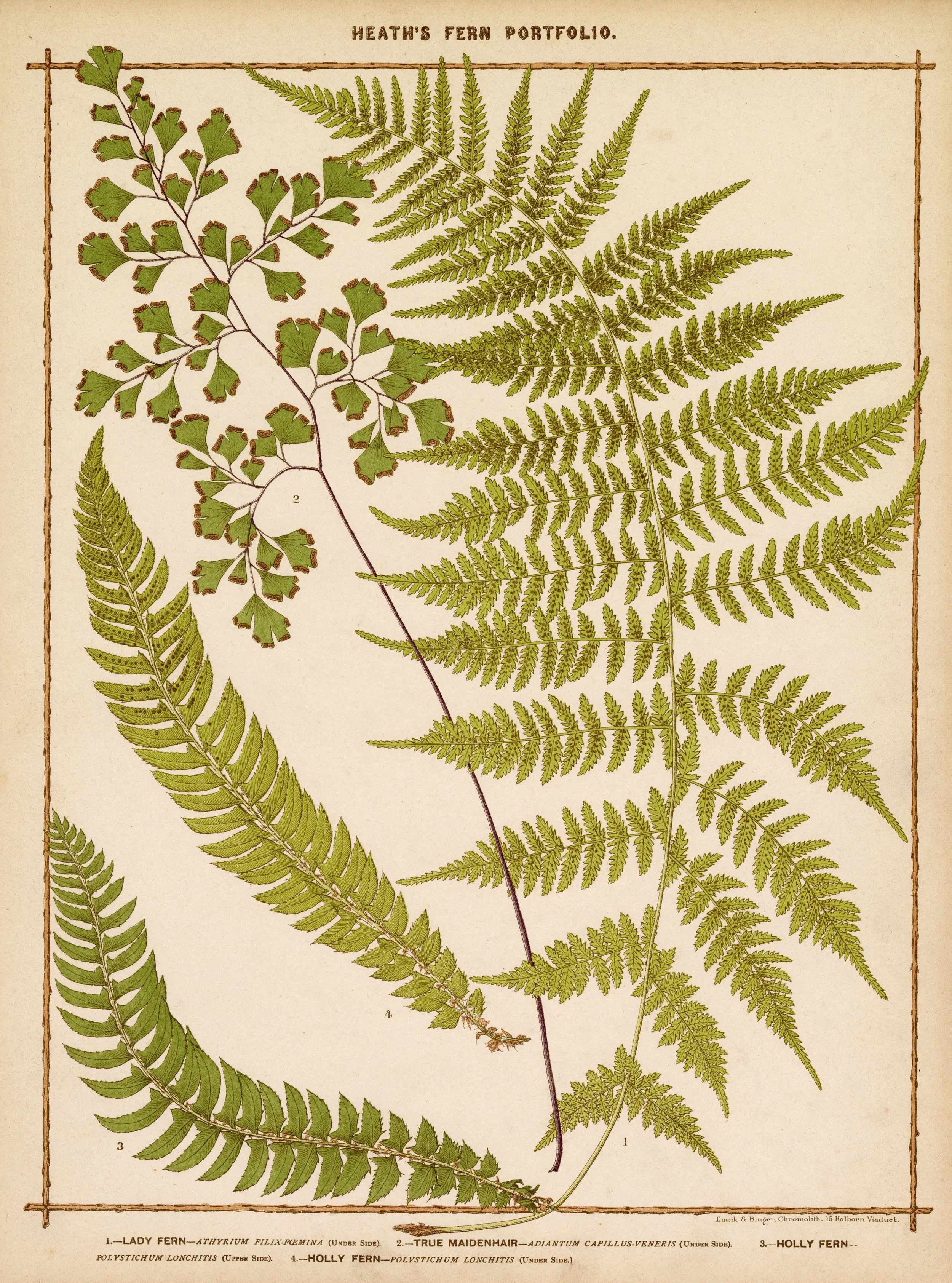 A vintage botanical illustration of fern leaves from Heath's Fern Portfolio, showing Lady Fern, True Maidenhair, Holly Fern, and Holly Fern with detailed labels and descriptions.