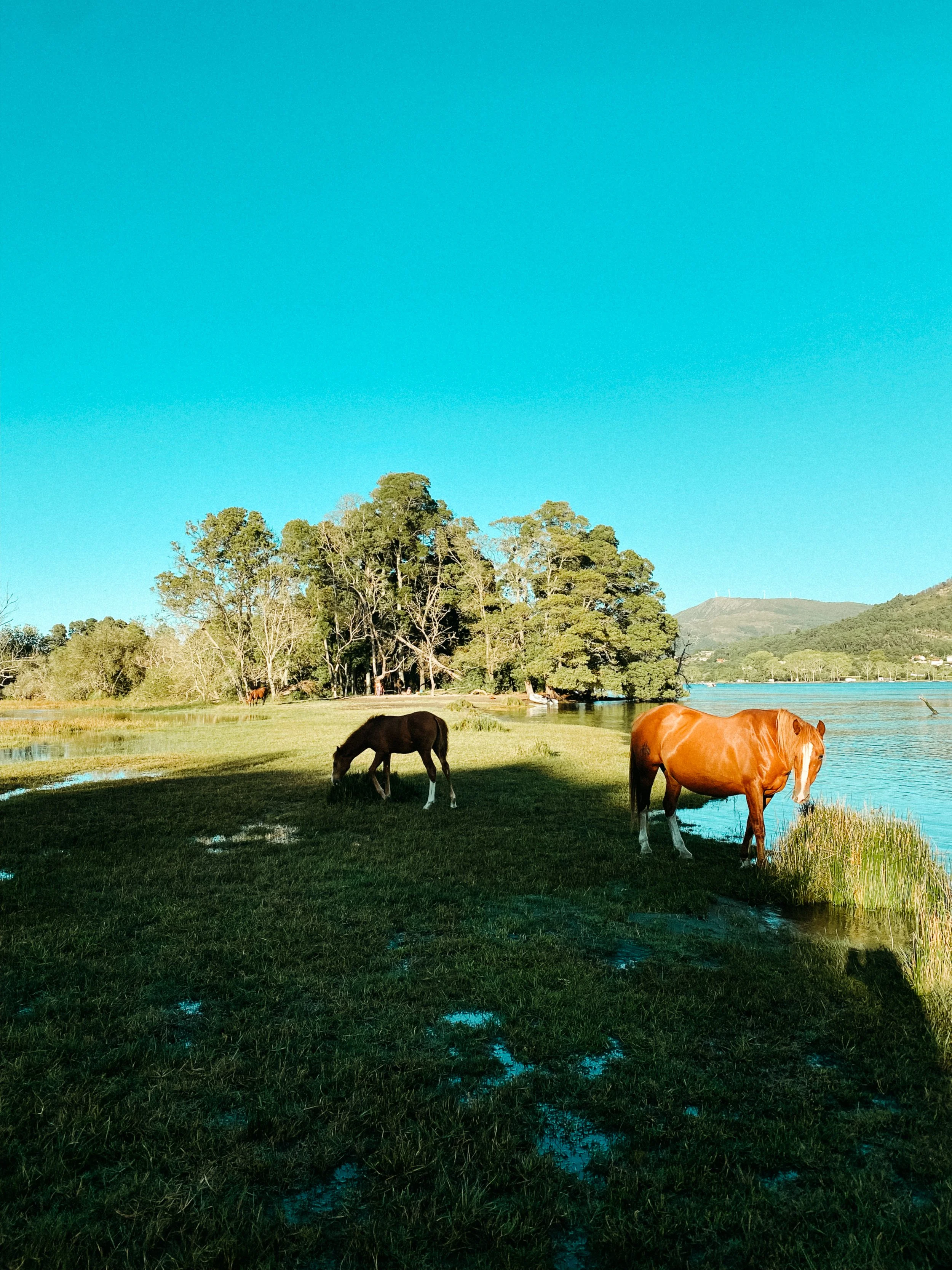 Pferdeinsel-Nordspanien.jpg