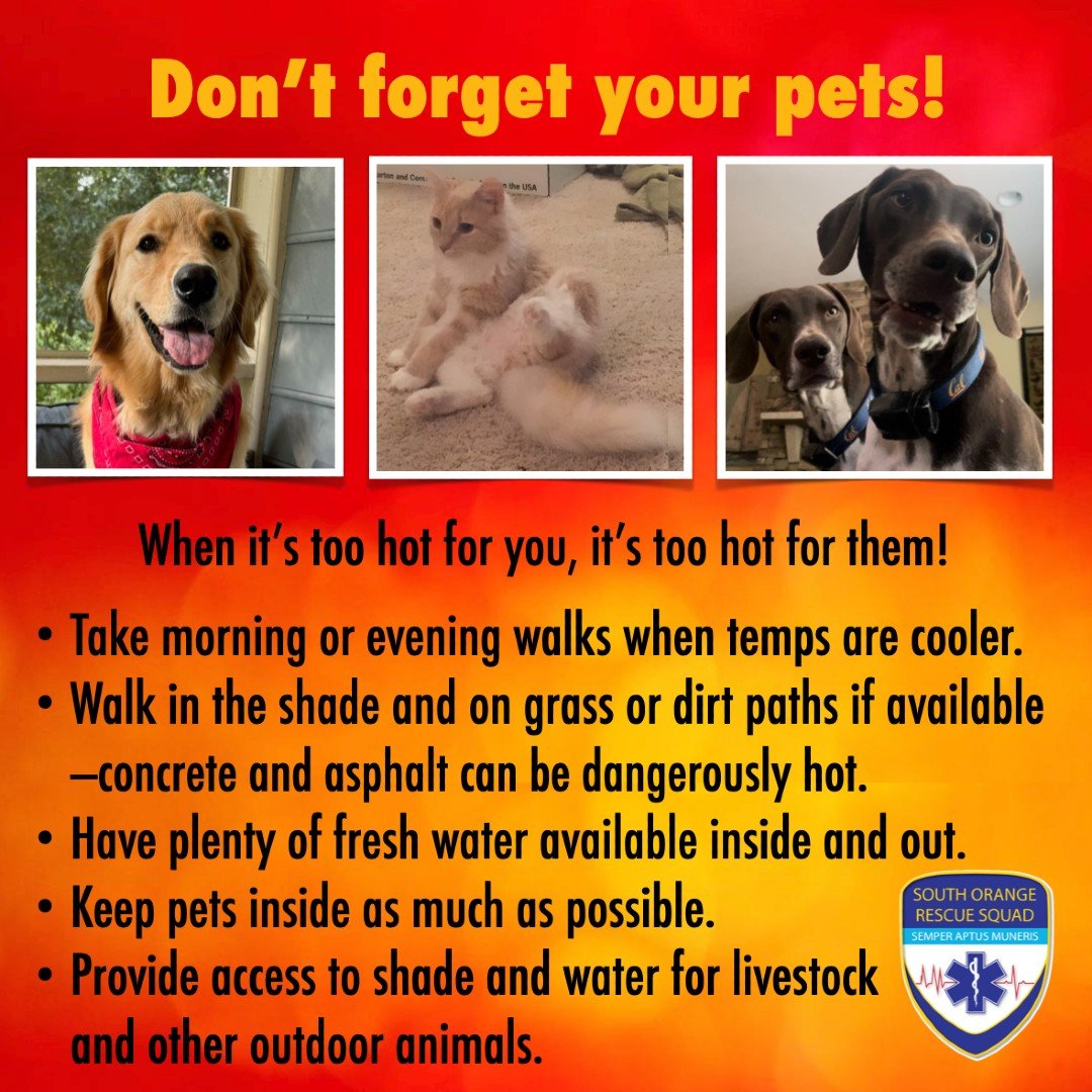 🐕&zwj;🦺 Extreme heat is hard on our furry friends, too! 🐈 Follow this advice to help them stay safe. 🐄 
Scroll through our feed for more hot weather advice and learn more about our all-volunteer squad at sors.us! #extremeheat #ocnc

Image descrip