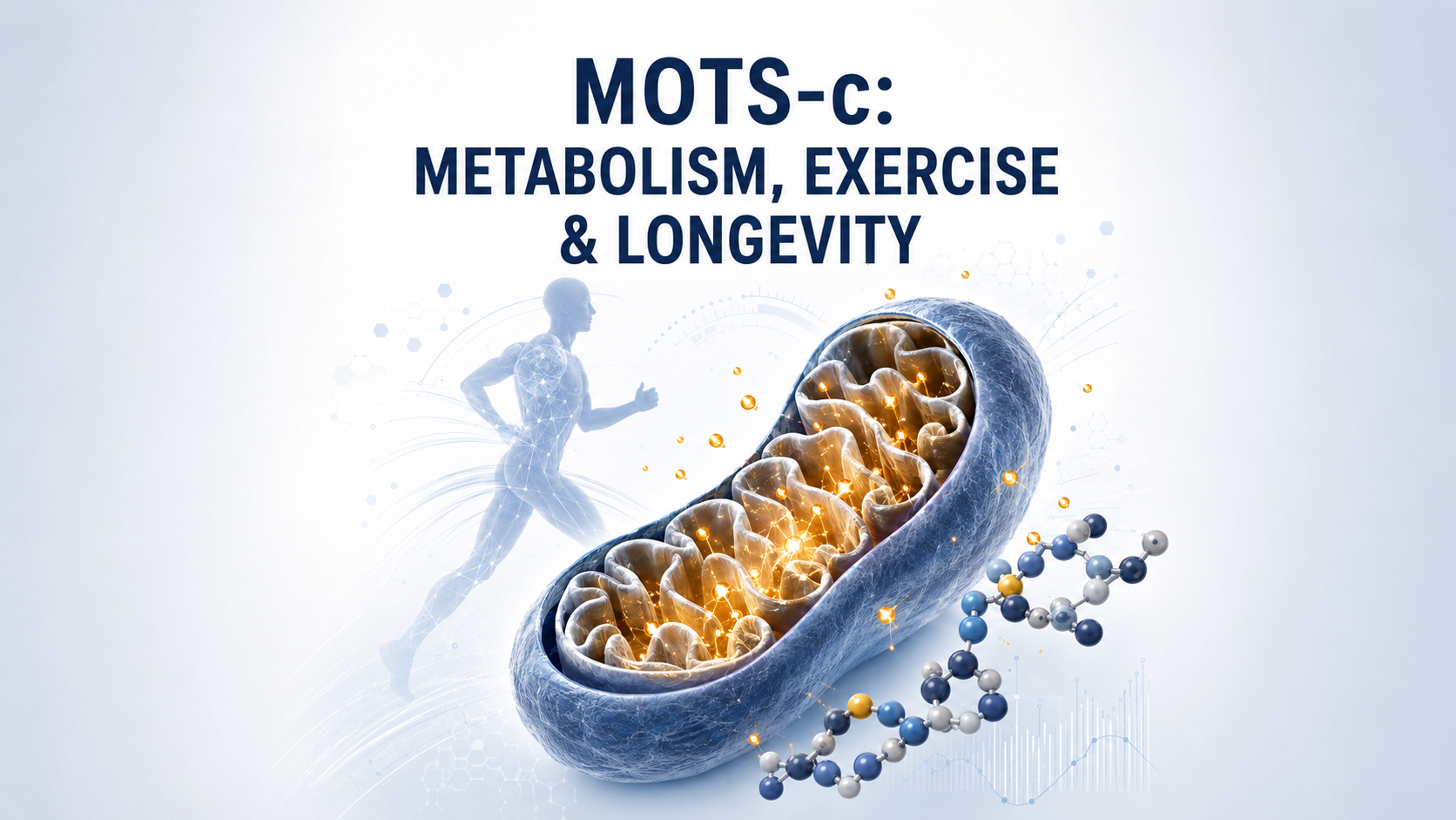 MOTS-c Peptide: Metabolic, Exercise, Weight and Longevity Research and Its FDA Status