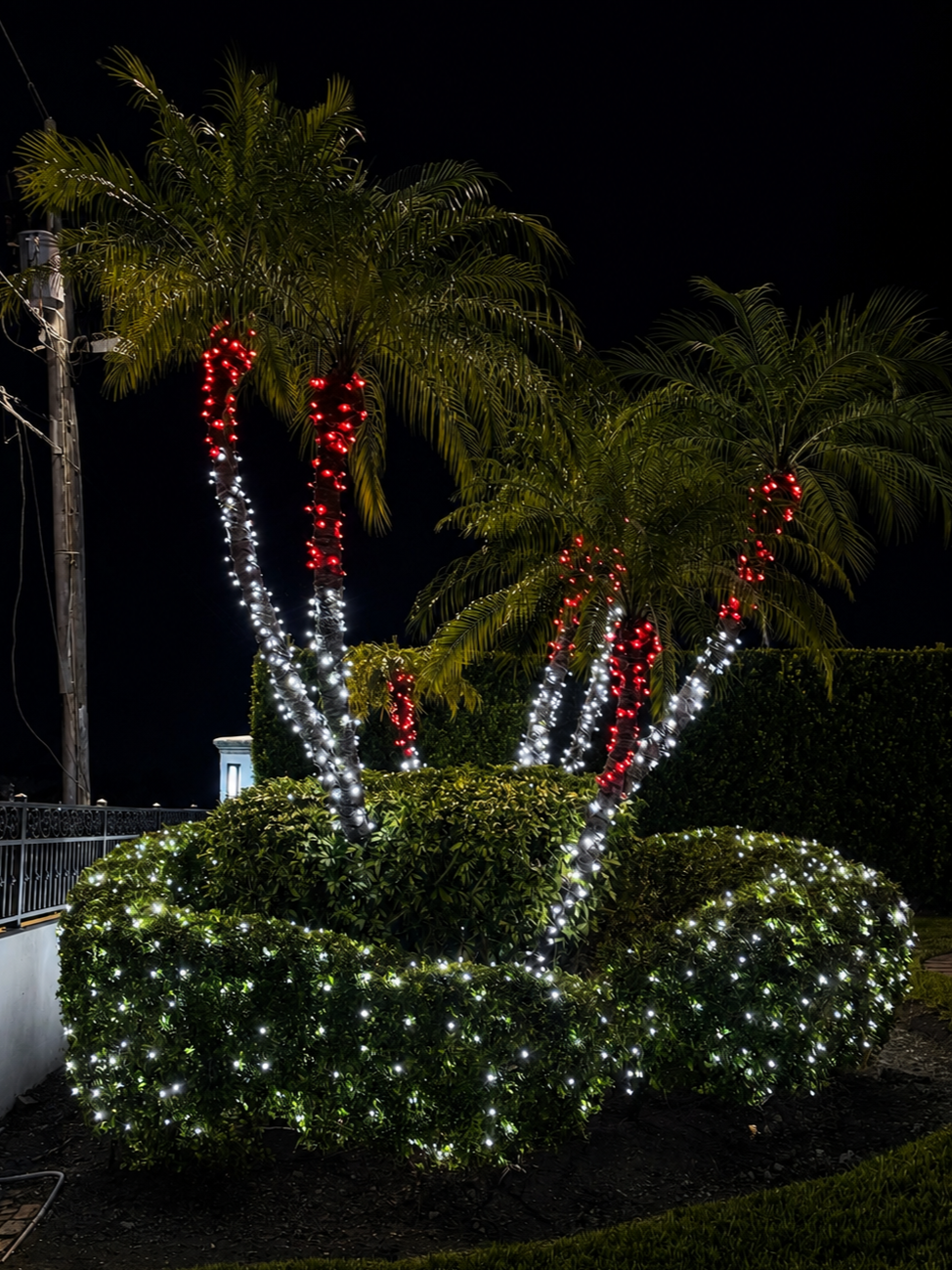 Decorated palm trees lit with red and white holiday string lights, surrounded by a neatly trimmed hedge also decorated with white string lights, at night.