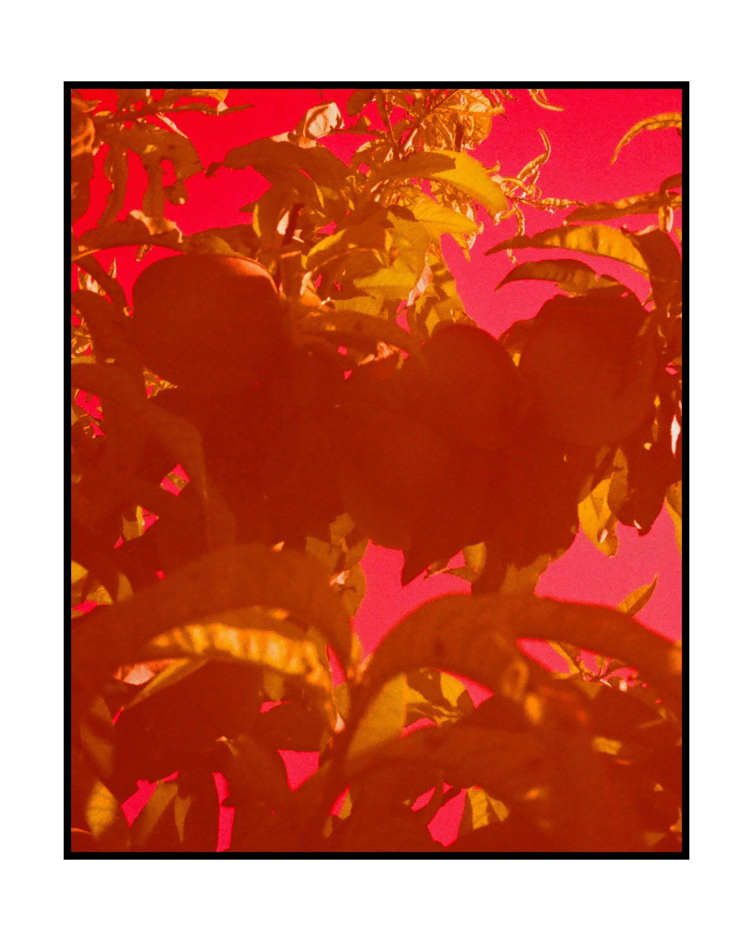 The Peaches at Gilcrease