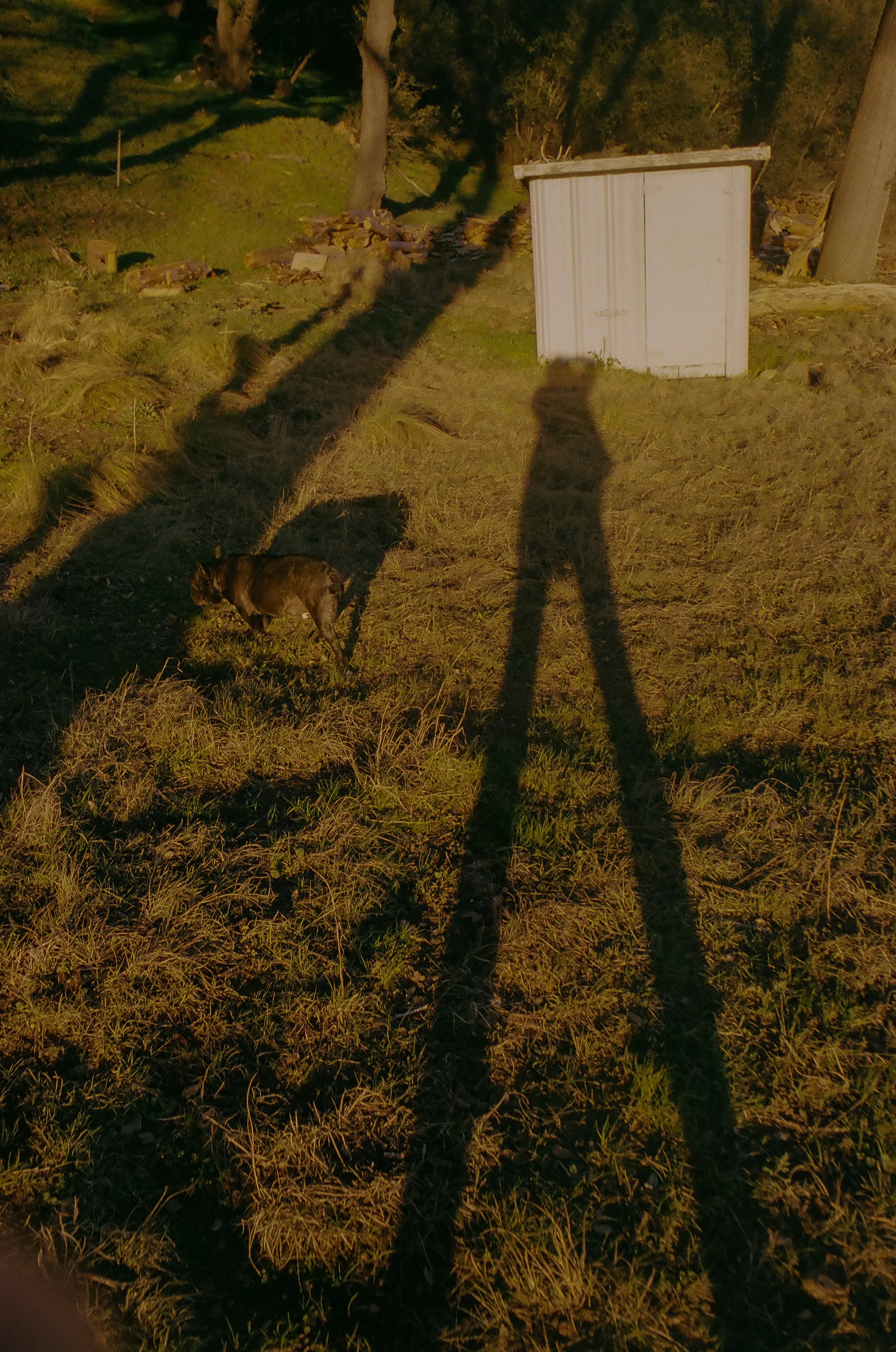 A photograph of my elongated shadow down by the river with a french bulldog walking to the left. Warm colors shot on film so grainy but warm.