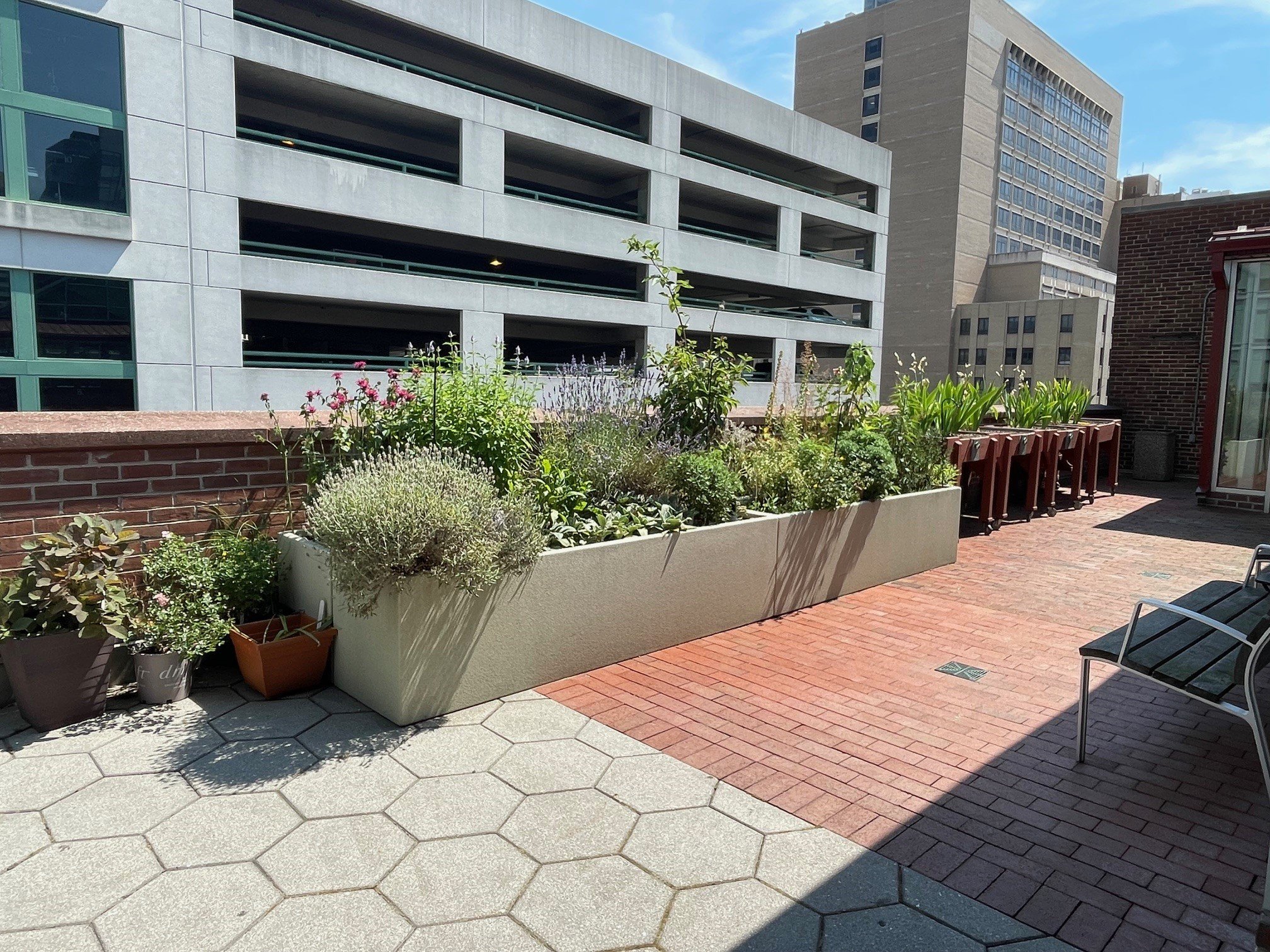 summer butterfly garden.jpg