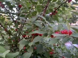 Nanking Cherry FAFF.jpg
