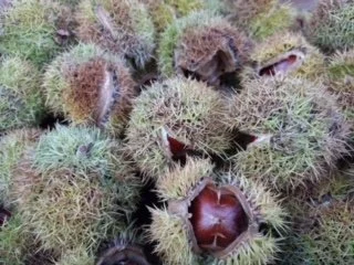 Chinese Chestnut FAFF Harvest.jpg