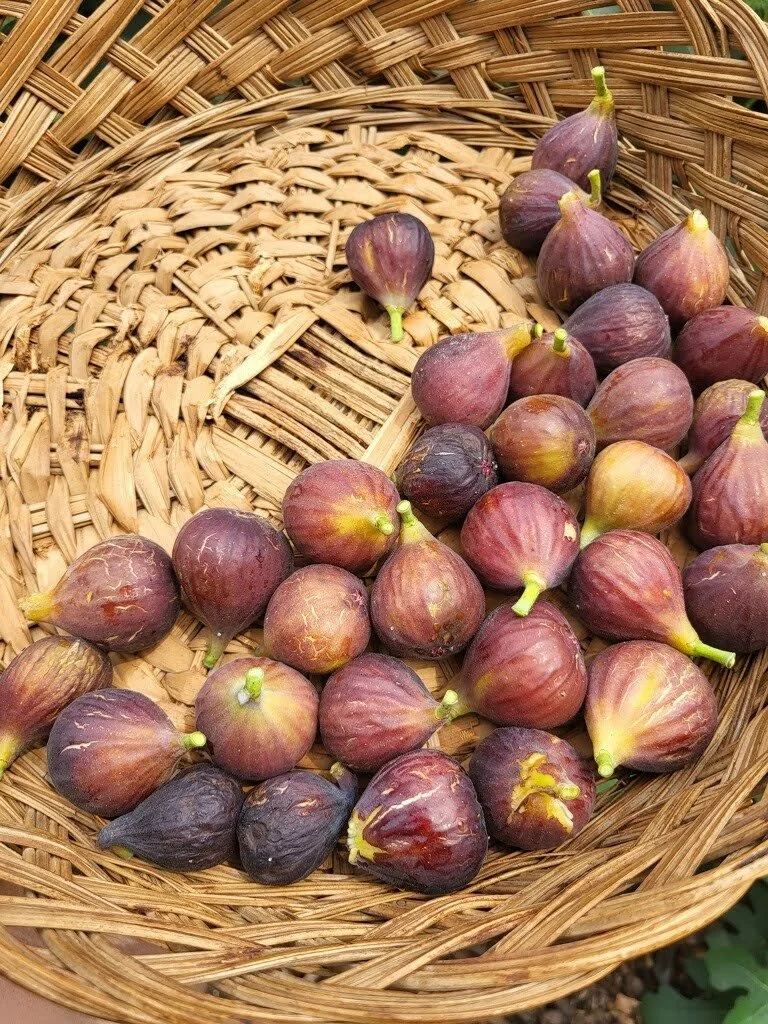 Fig Harvest at FAFF.jpg