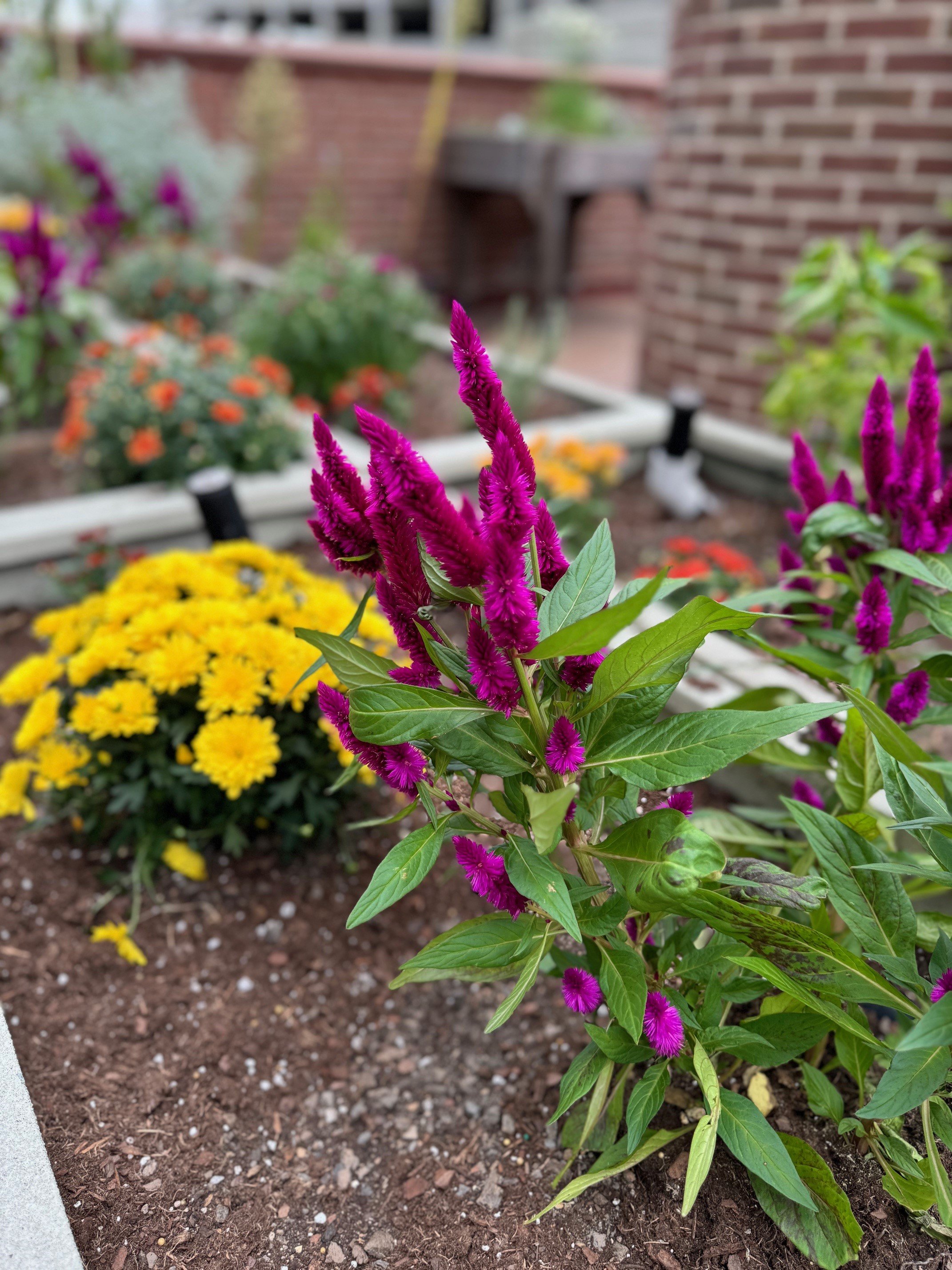 gardens 2.jpg