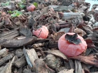 American Persimmon FAFF Harvest.jpg
