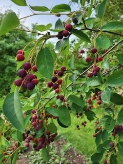 Serviceberry Fruit.jpg